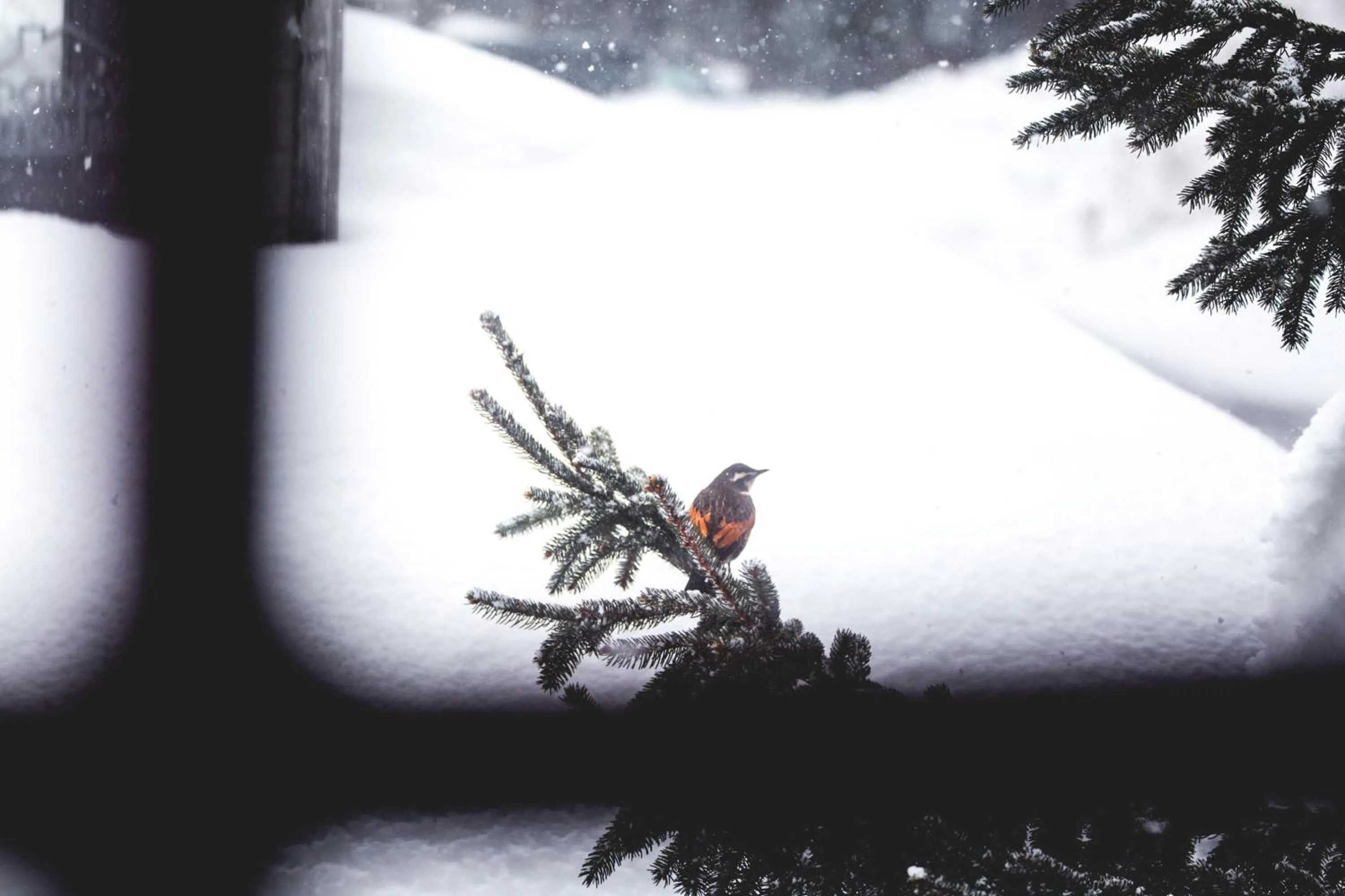 Hakuba Cortina Lodge