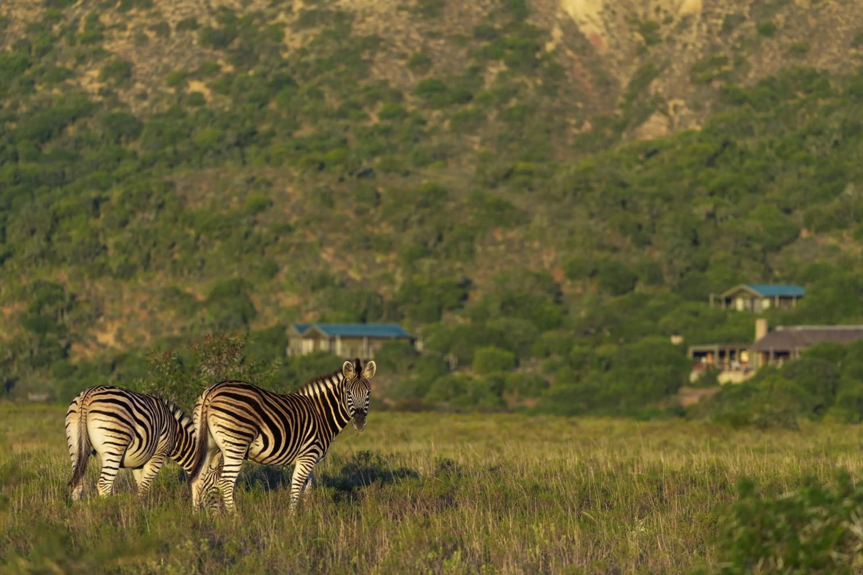 Day in HillsNek Safari Camp – Amakhala Game Reserve