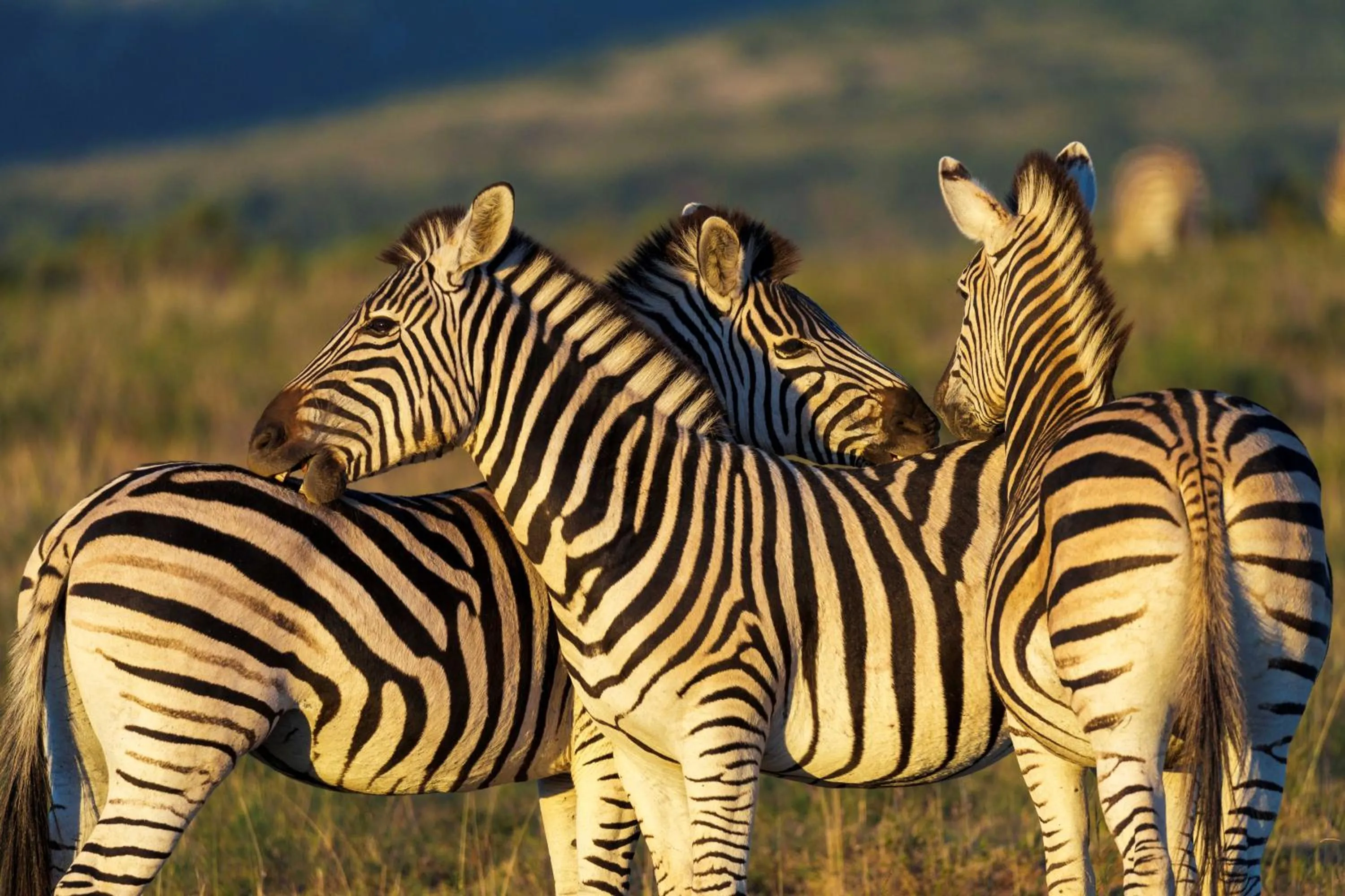 Day in HillsNek Safari Camp – Amakhala Game Reserve