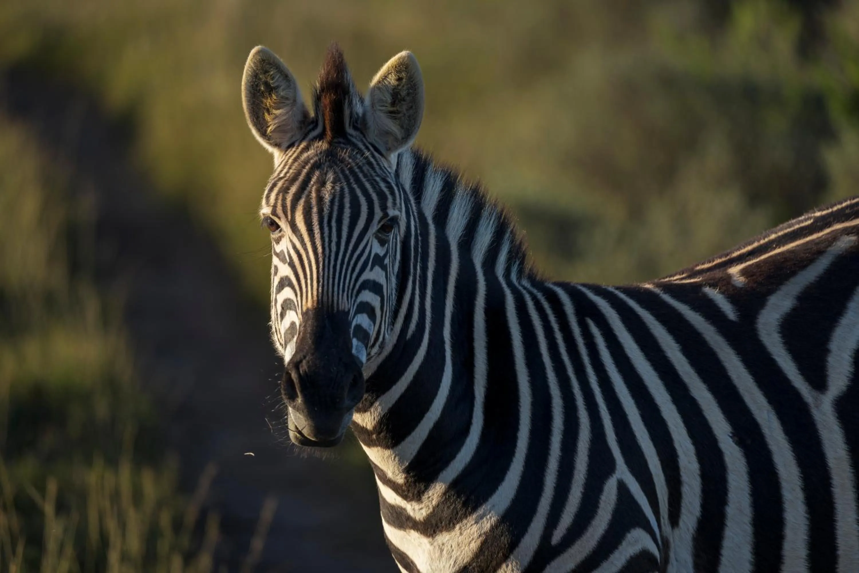 Animals in HillsNek Safari Camp – Amakhala Game Reserve