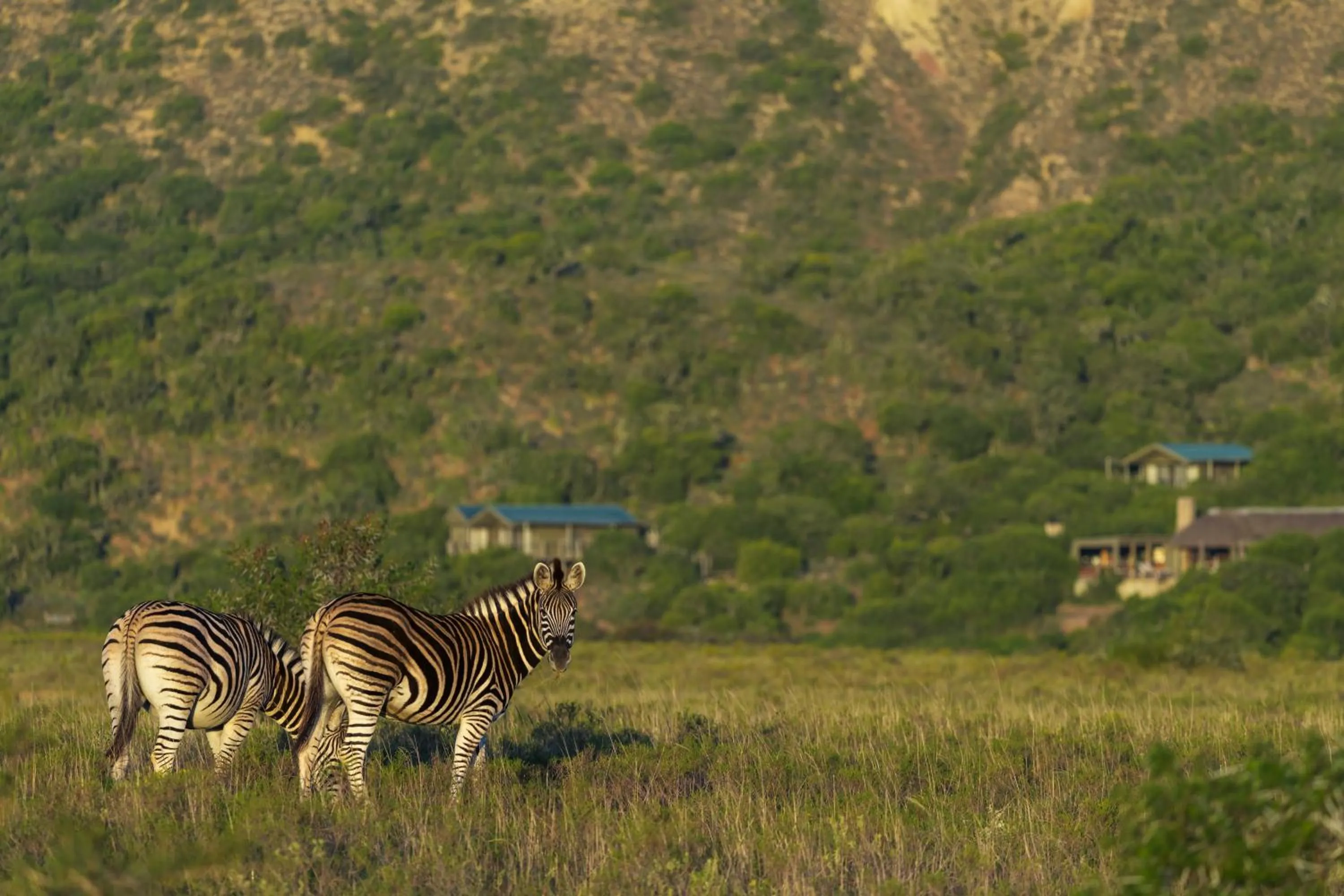 Day in HillsNek Safari Camp – Amakhala Game Reserve