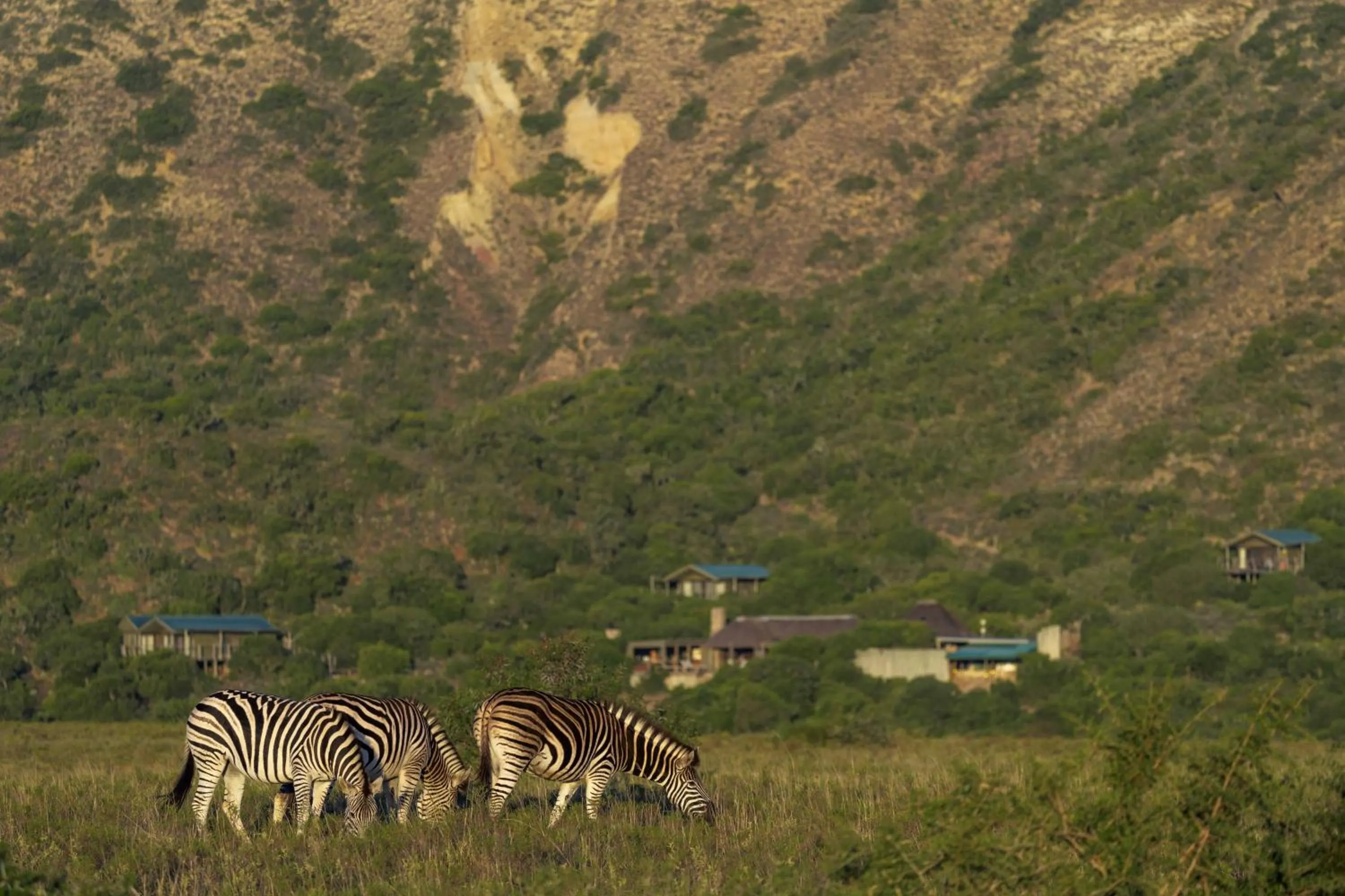 Day in HillsNek Safari Camp – Amakhala Game Reserve