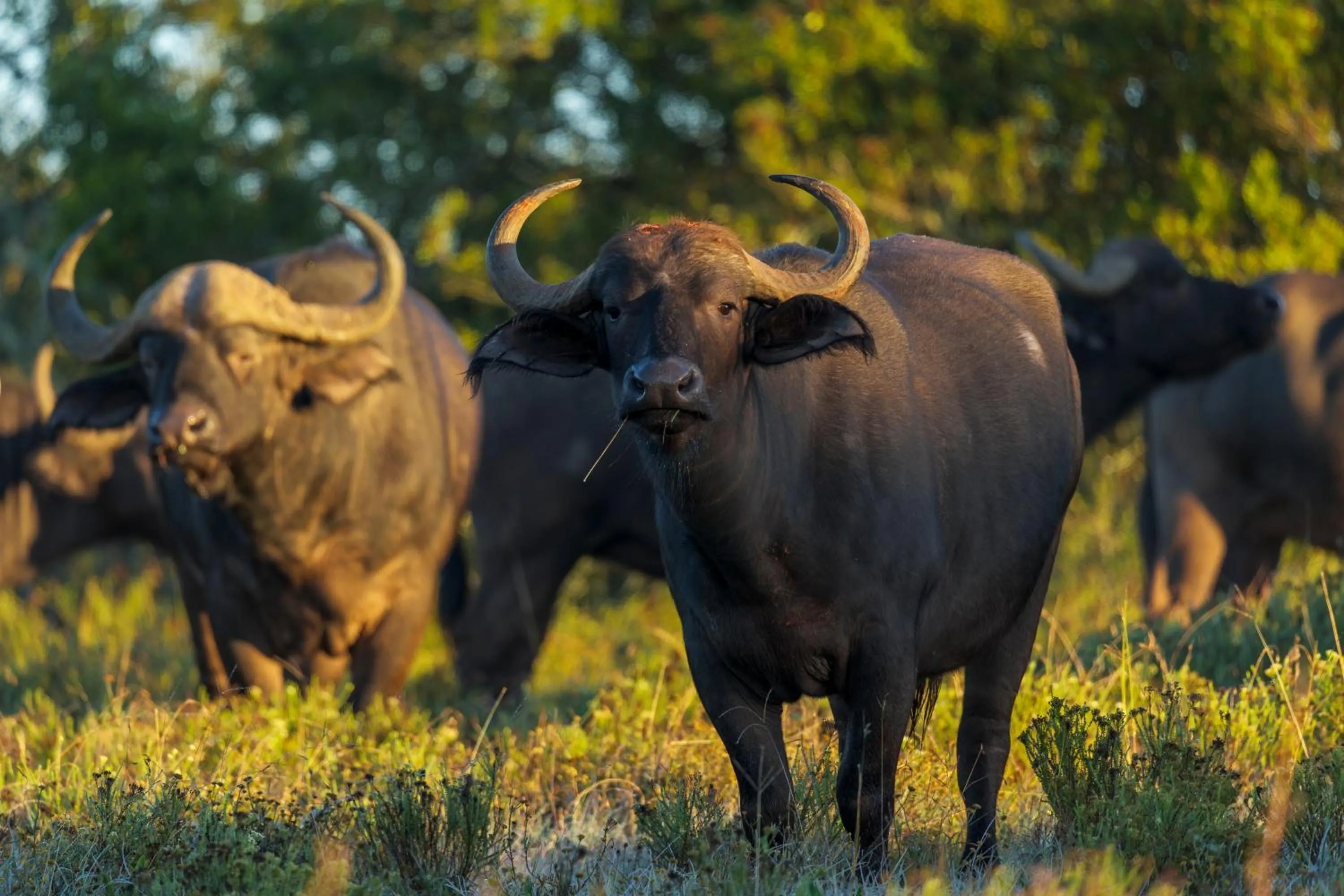 Animals in HillsNek Safari Camp – Amakhala Game Reserve