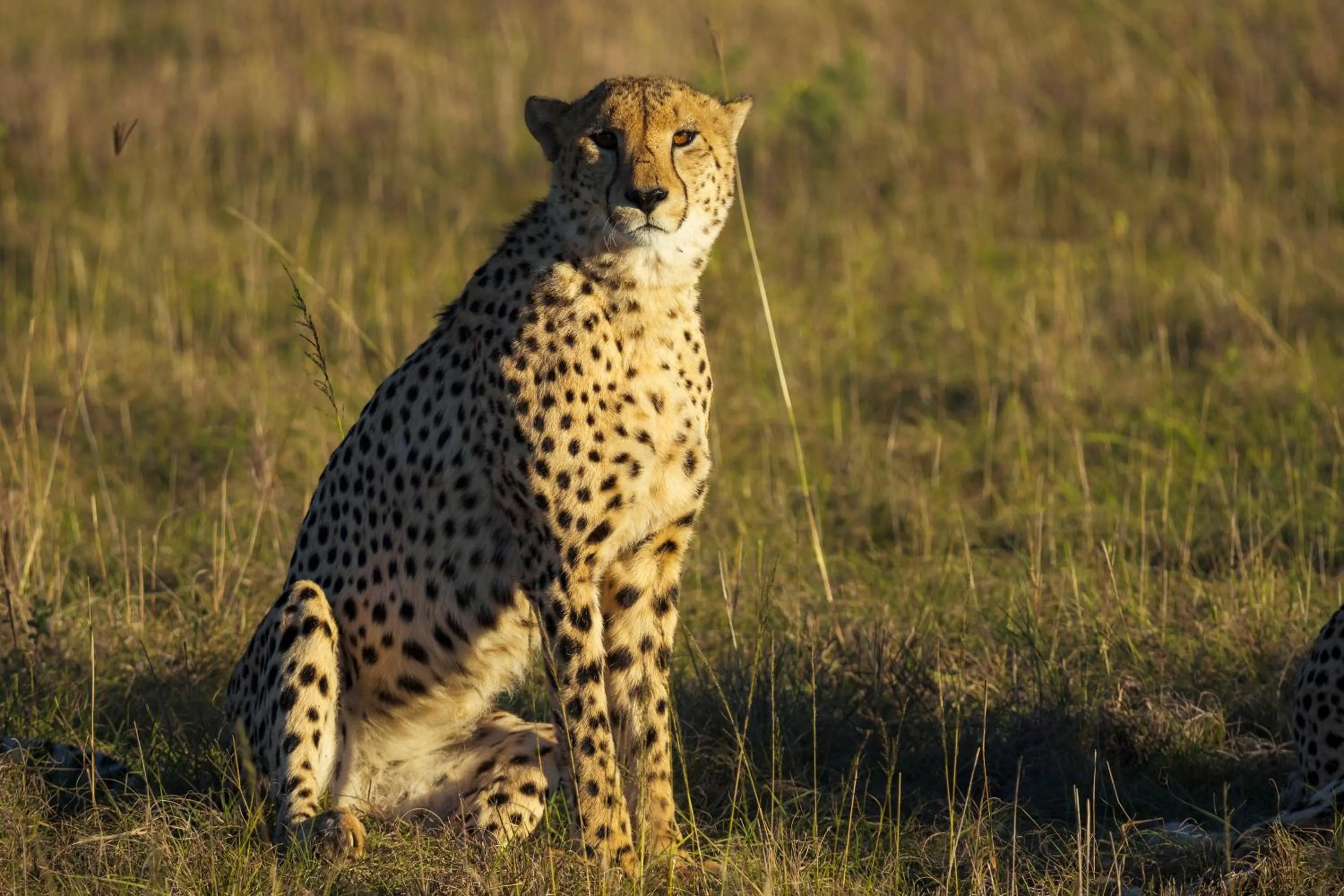 Animals in HillsNek Safari Camp – Amakhala Game Reserve