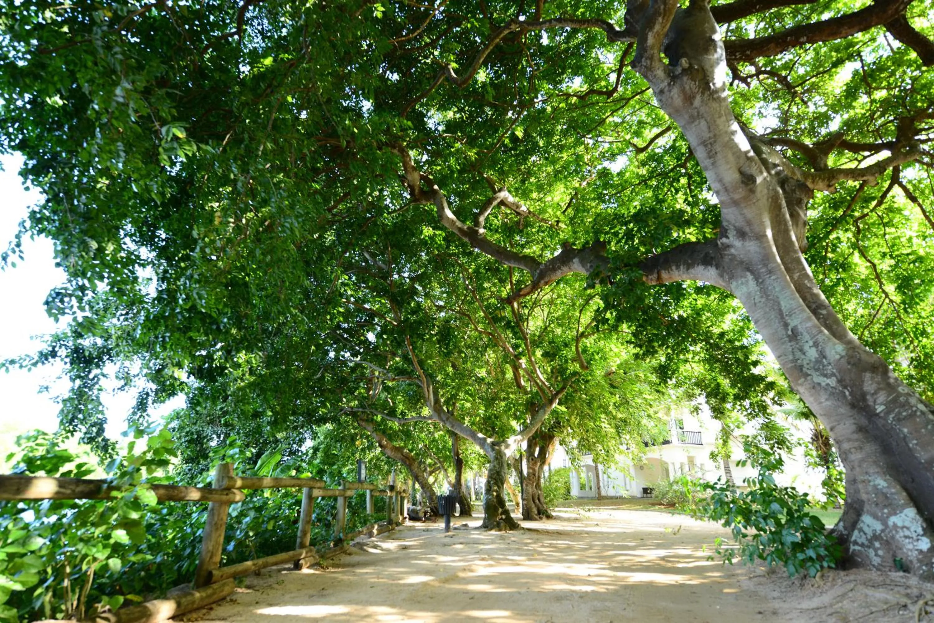 Activities in The Ravenala Attitude