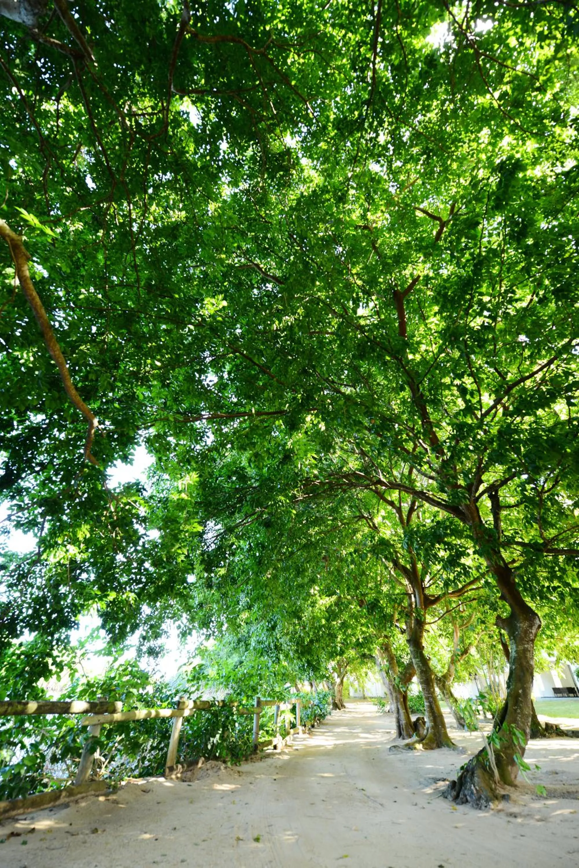 Garden in The Ravenala Attitude