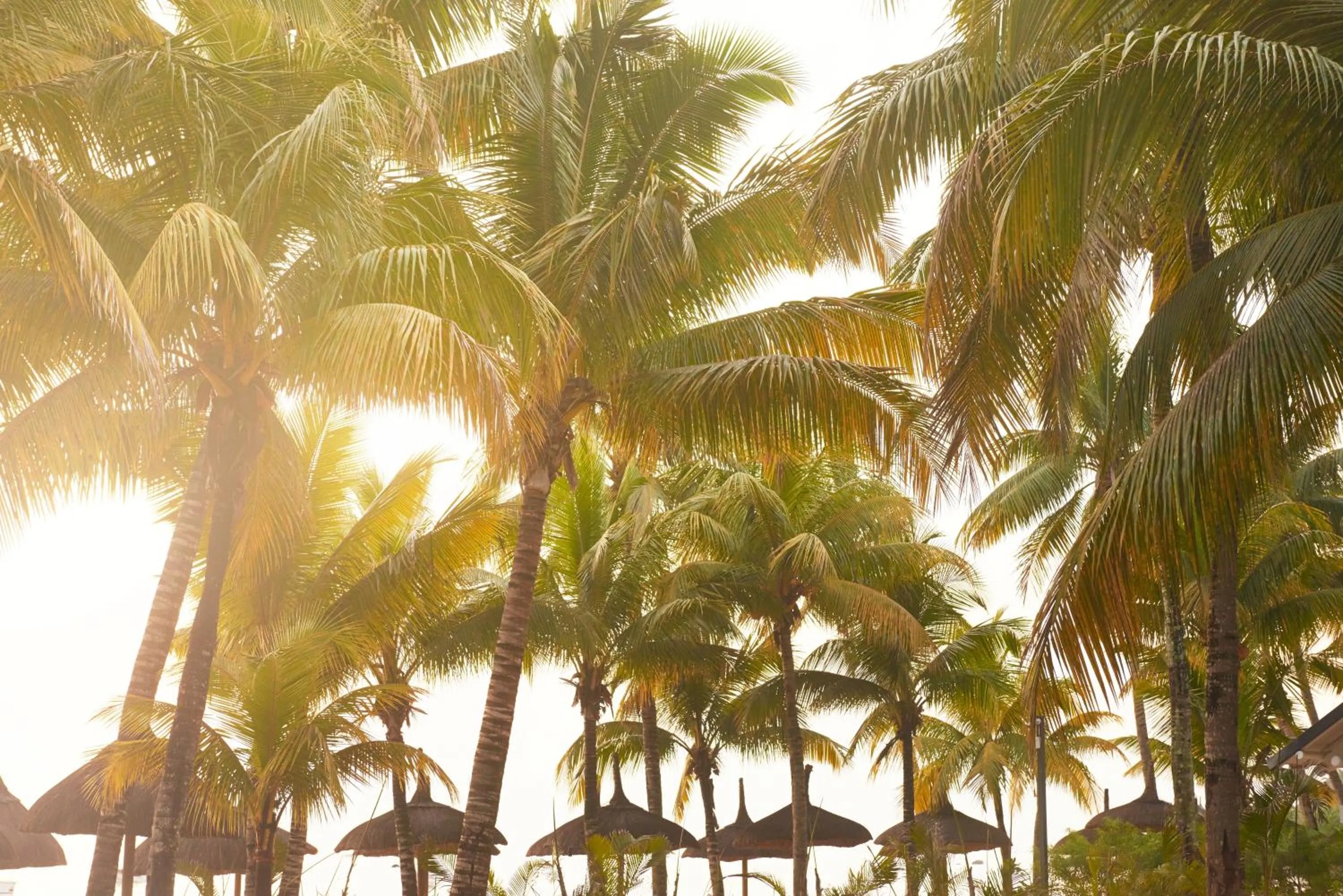 View (from property/room) in The Ravenala Attitude