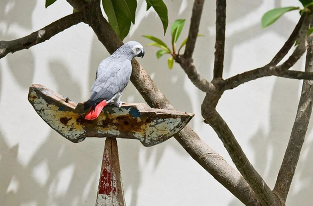 Other in La Maison Abaka