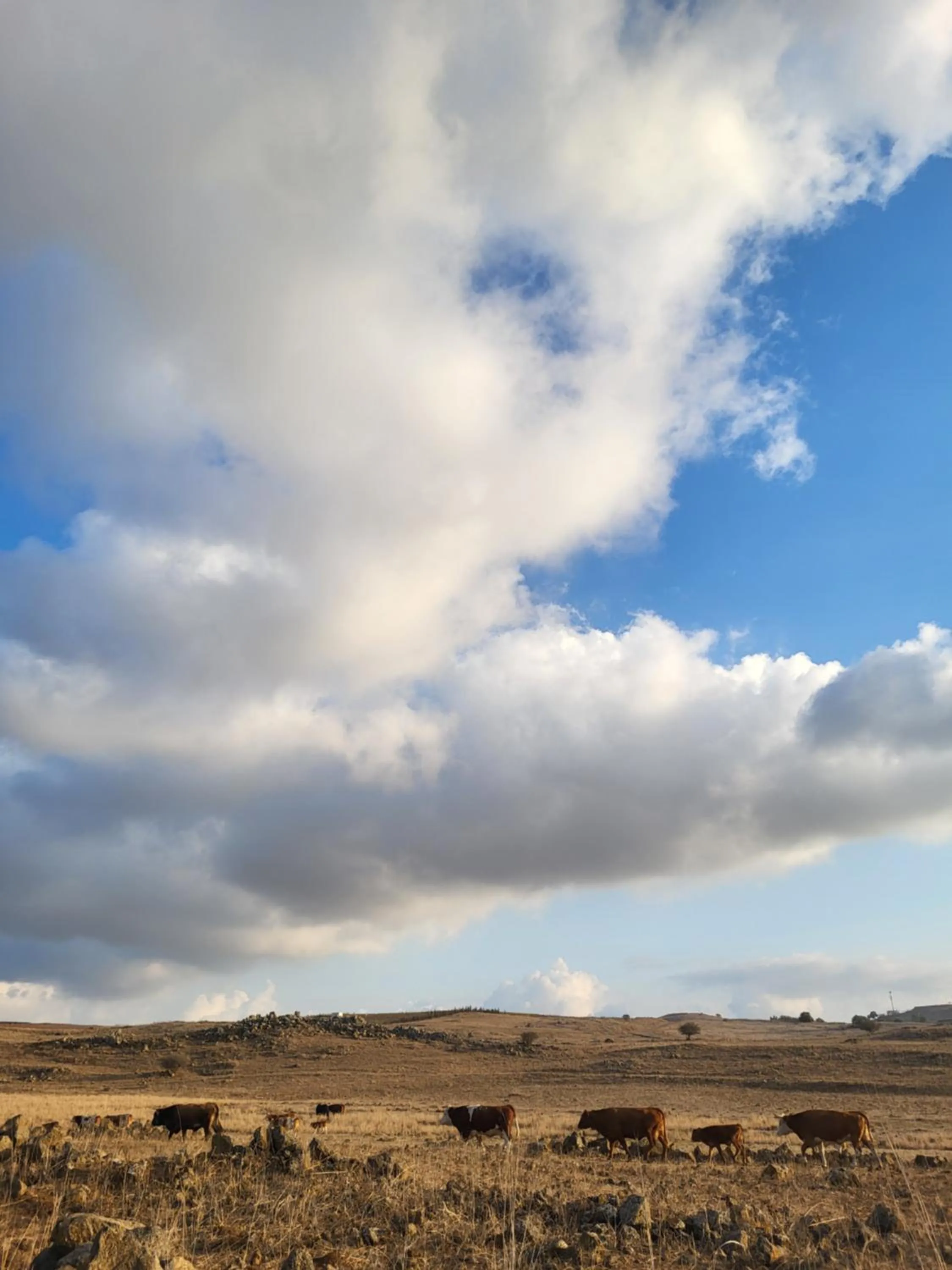 Gate Away B&B Units - המקום באל רום