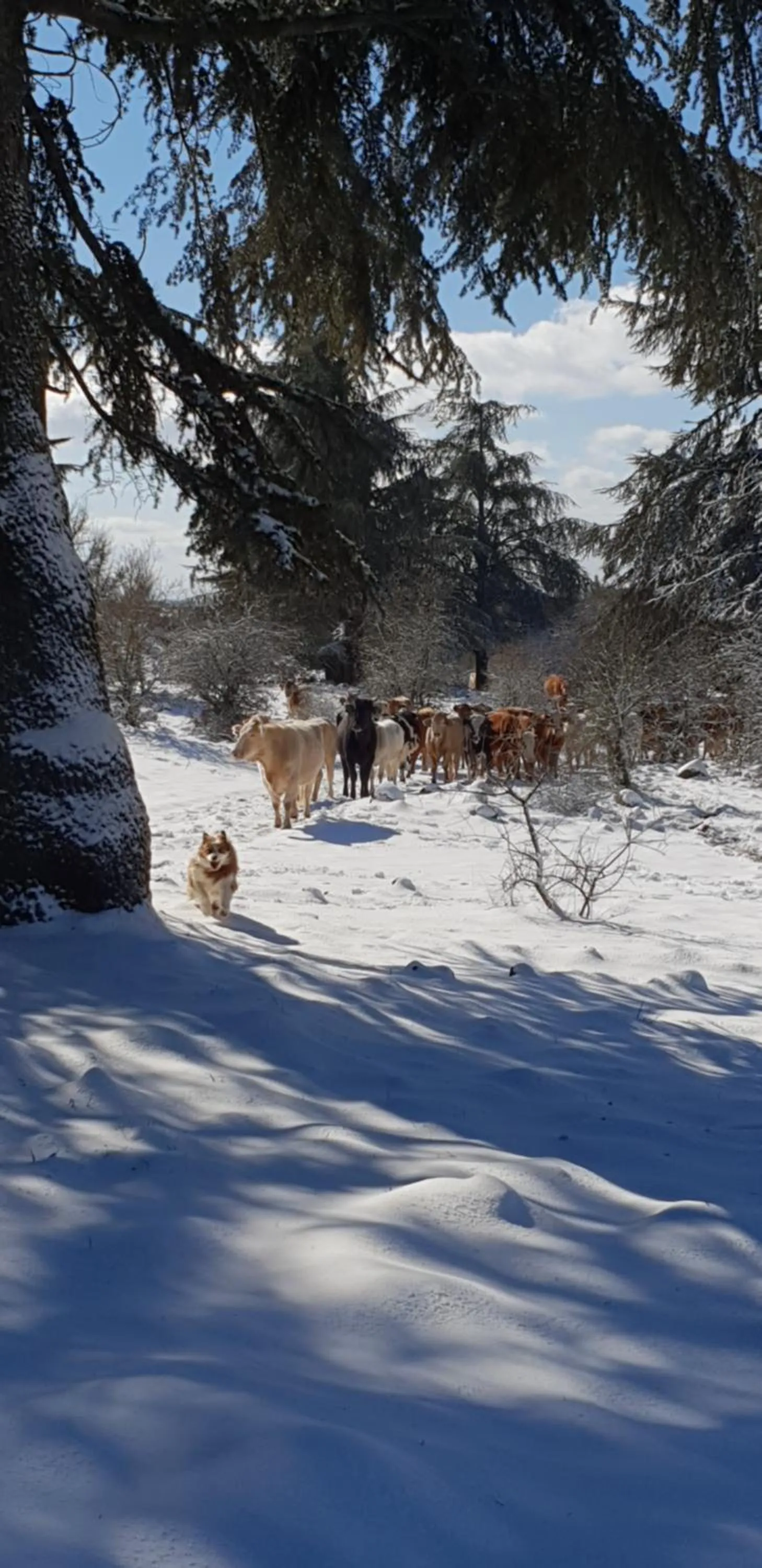 Natural landscape in Gate Away B&B Units - המקום באל רום