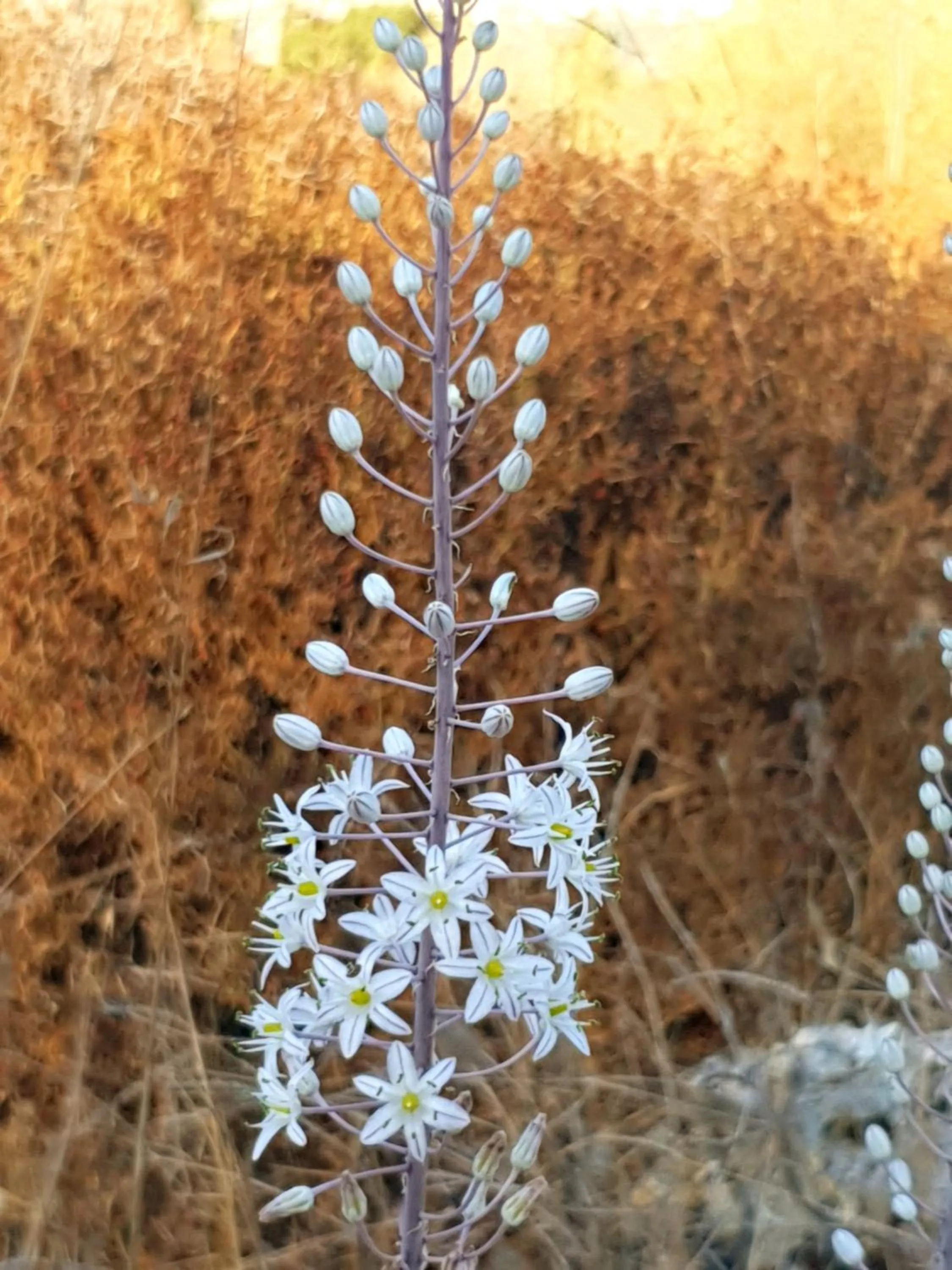 Gate Away B&B Units - המקום באל רום