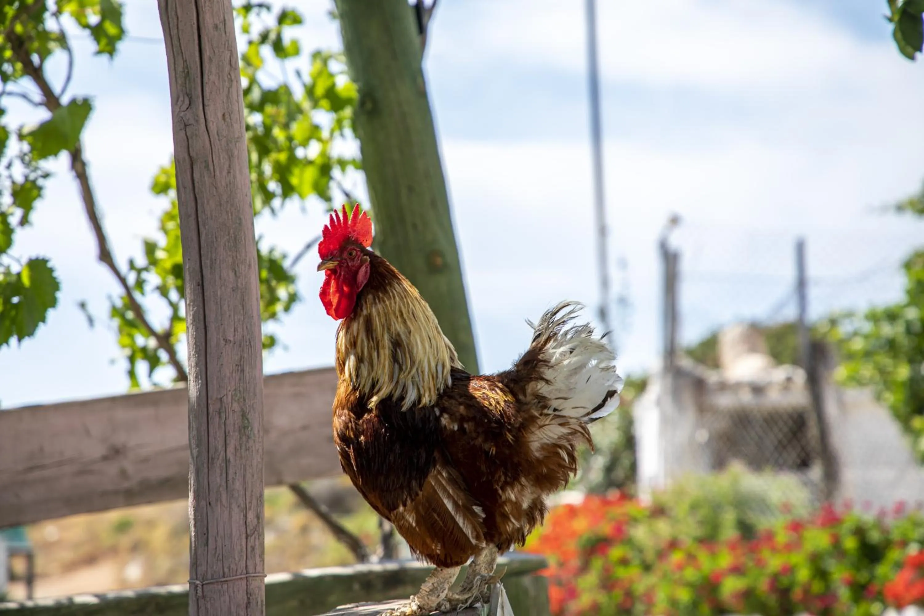 Animals in Goknar Knidos Adults Only Eco Retreat and Farm