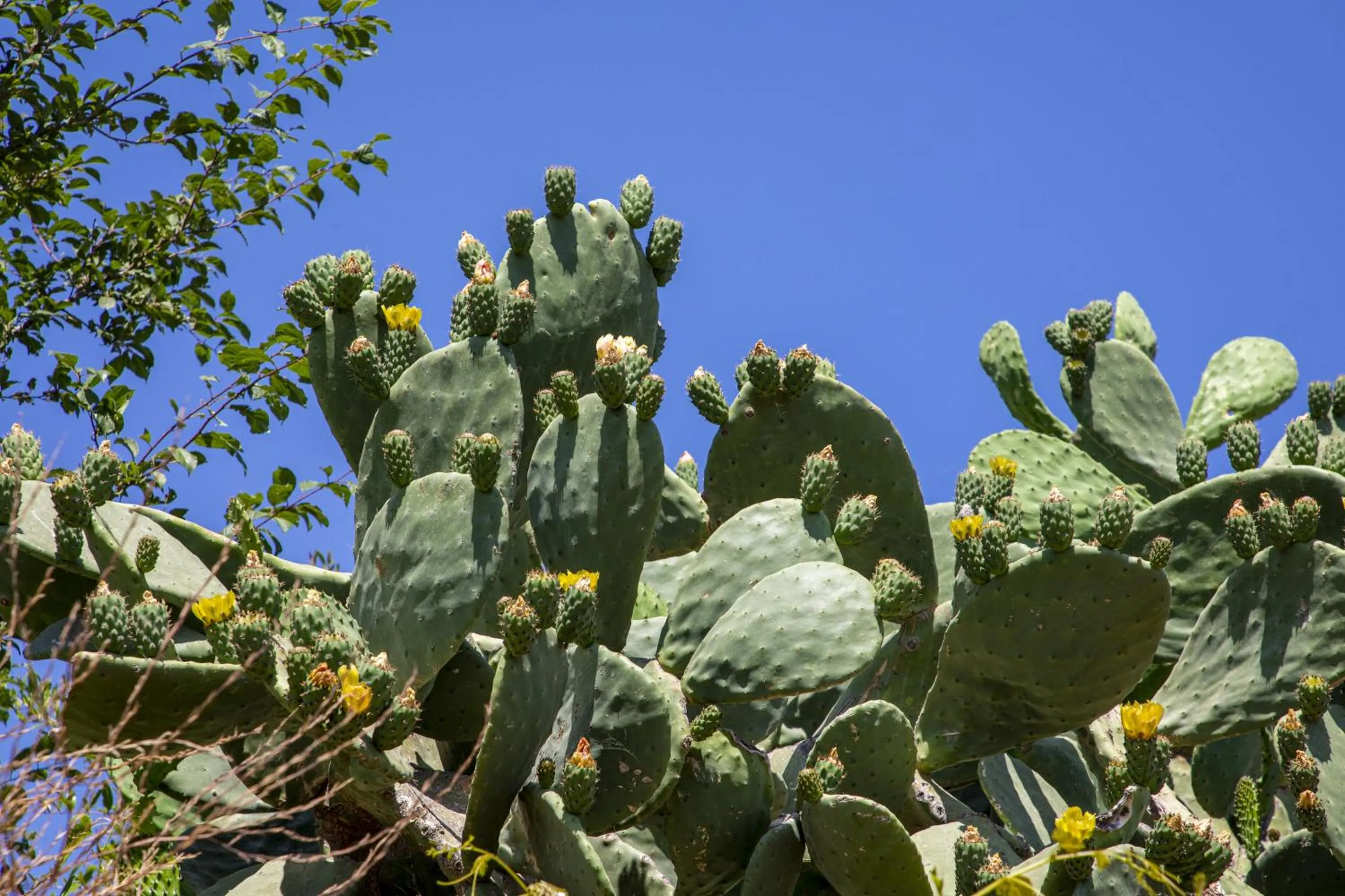 Natural landscape in Goknar Knidos Adults Only Eco Retreat and Farm