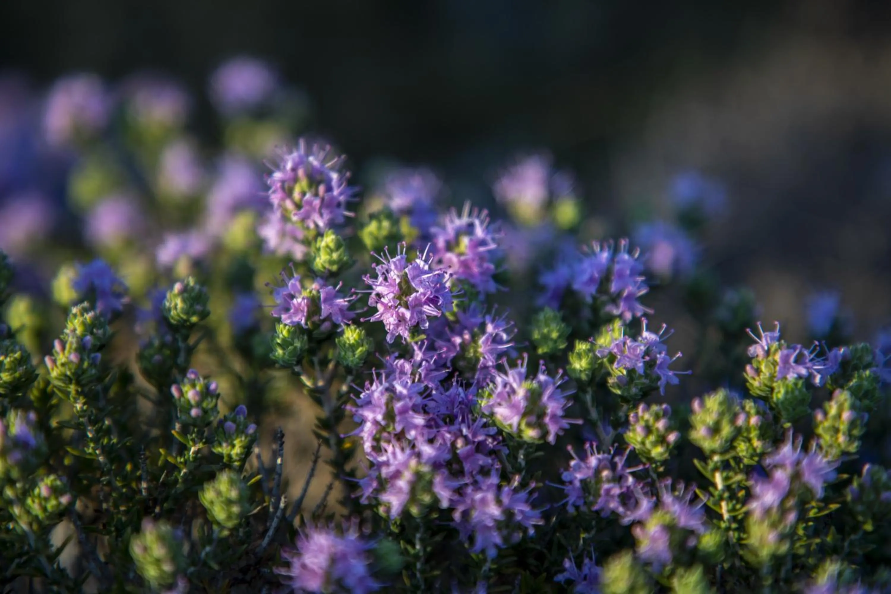 Garden in Goknar Knidos Adults Only Eco Retreat and Farm
