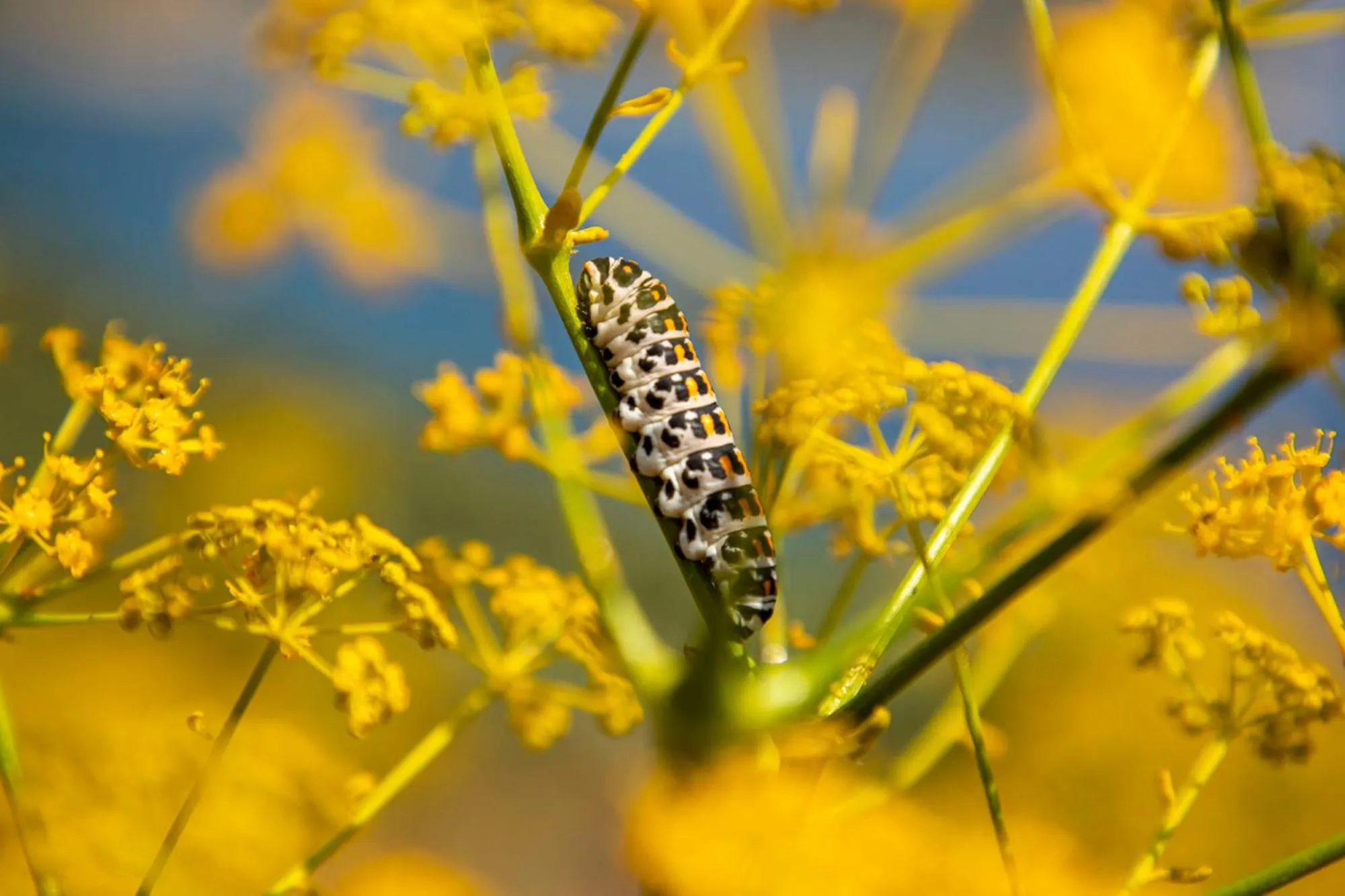 Natural landscape in Goknar Knidos Adults Only Eco Retreat and Farm