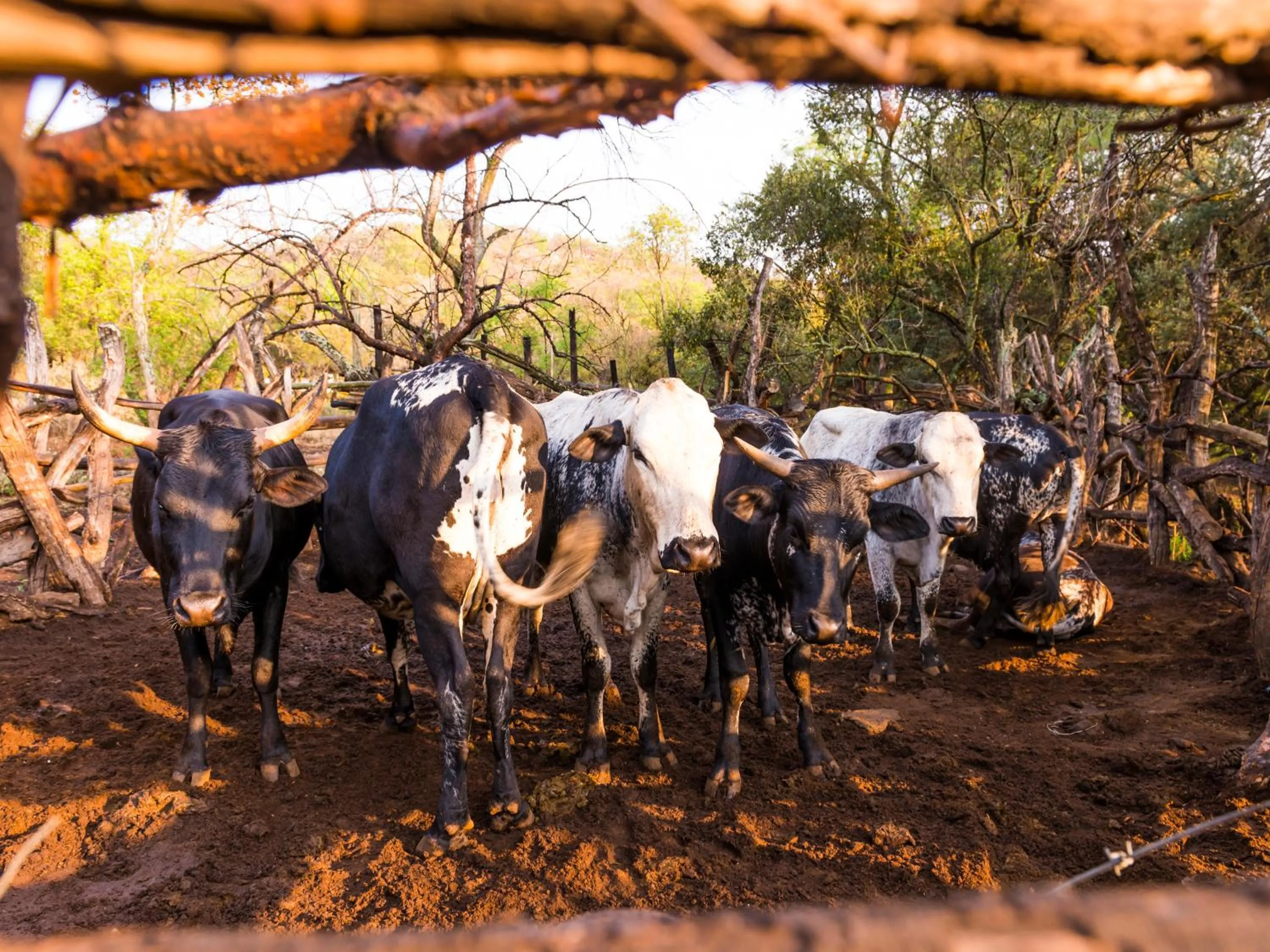 Activities in aha Lesedi African Lodge & Cultural Village