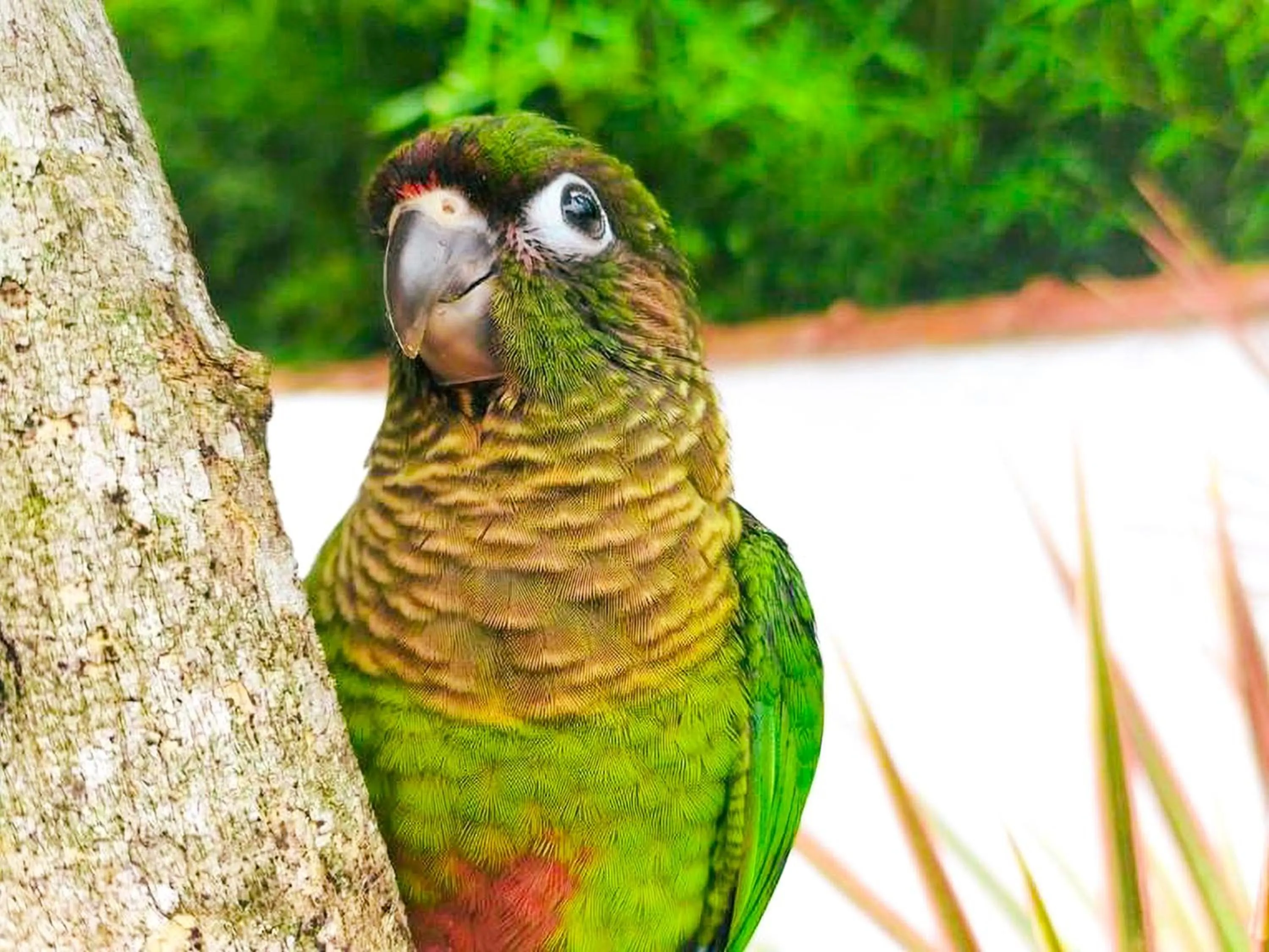 Natural landscape in Pousada Sol Nascente