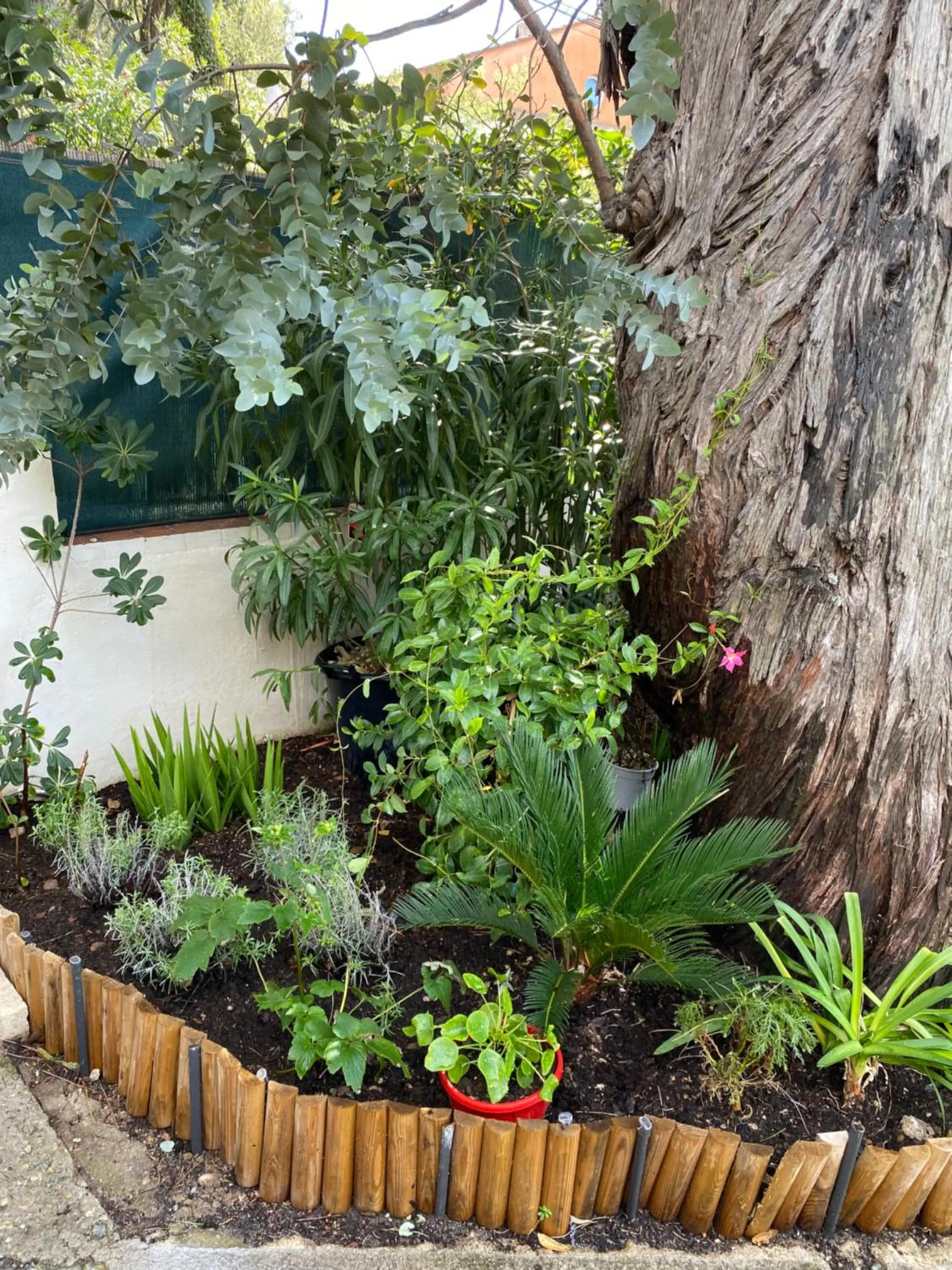 Garden in Hôtel Villa Maya - Golfe de Saint-Tropez