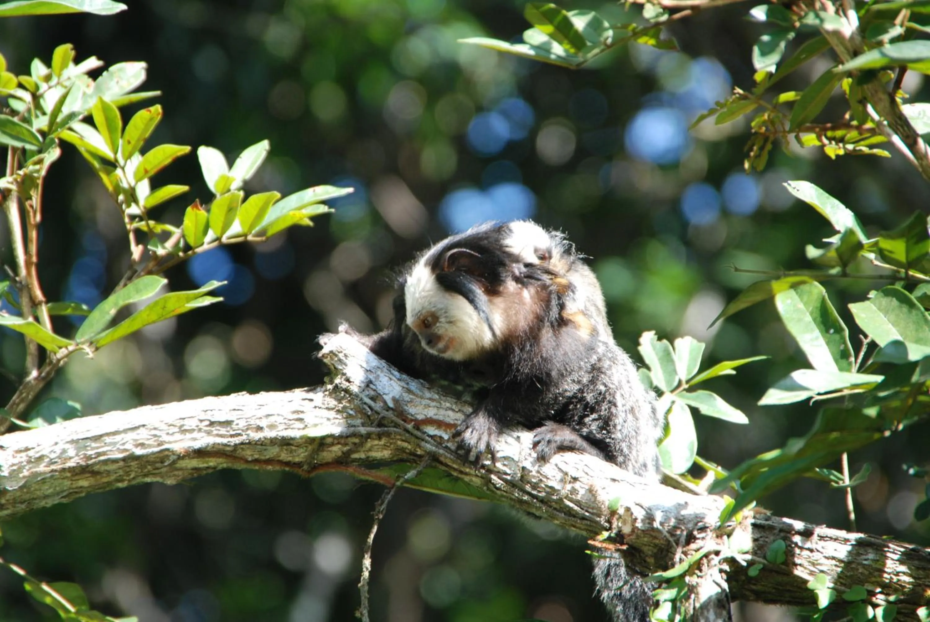 Animals in Mata N'ativa Pousada