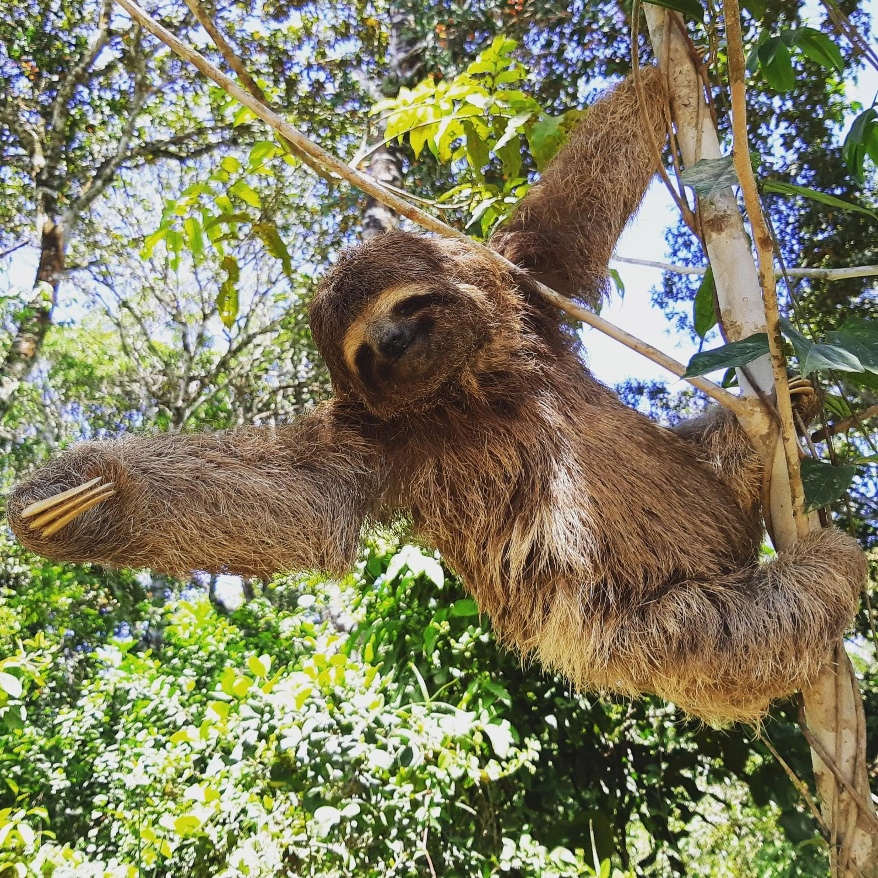 Animals in Mata N'ativa Pousada