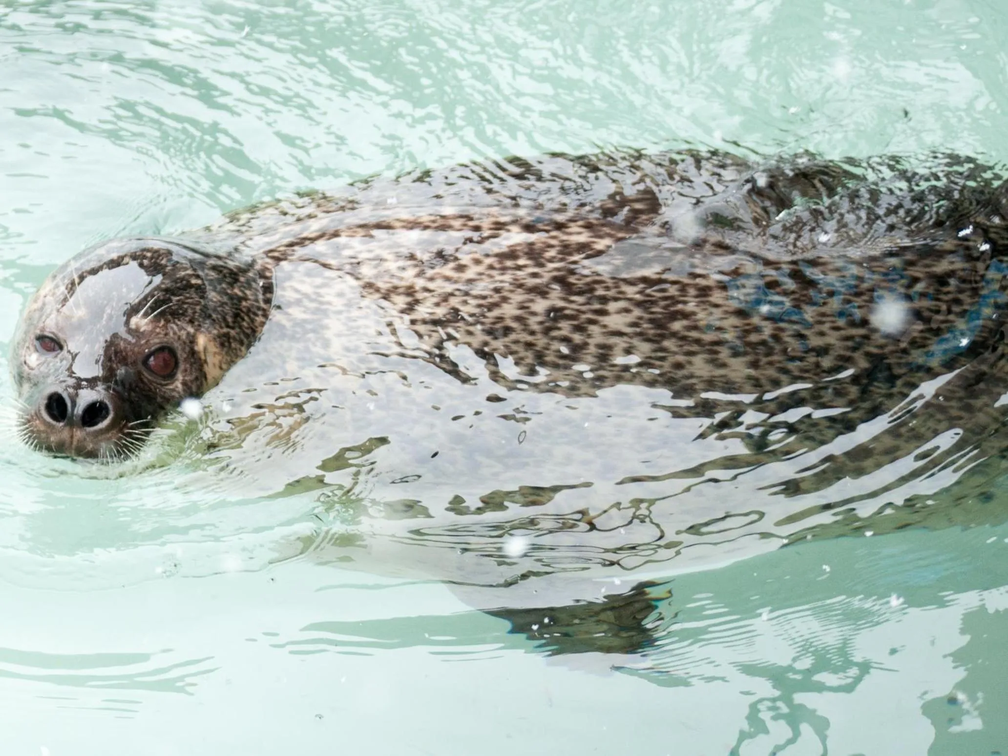 Super Hotel Asahikawa