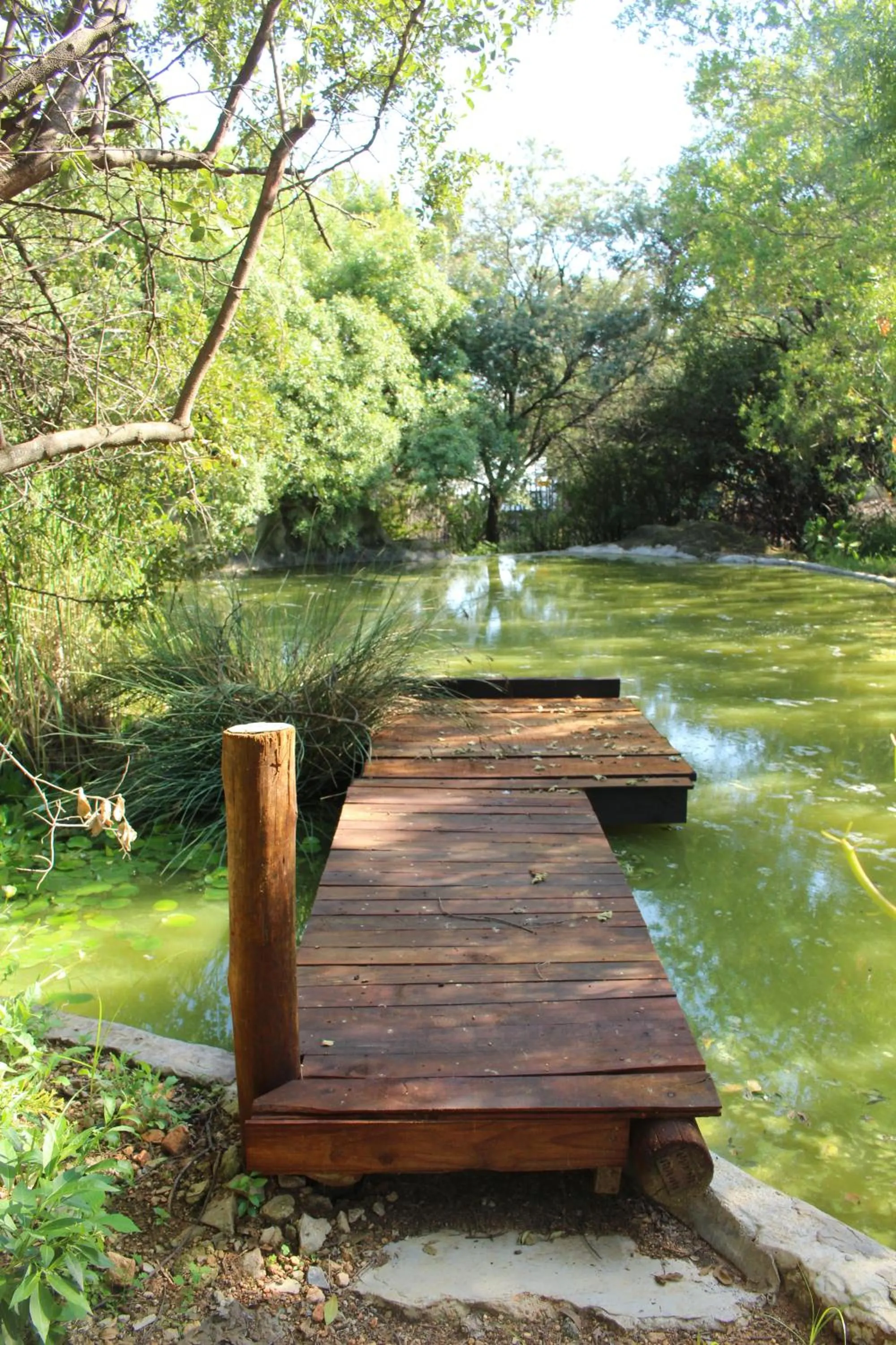 Garden in Glenda's Guest Suites