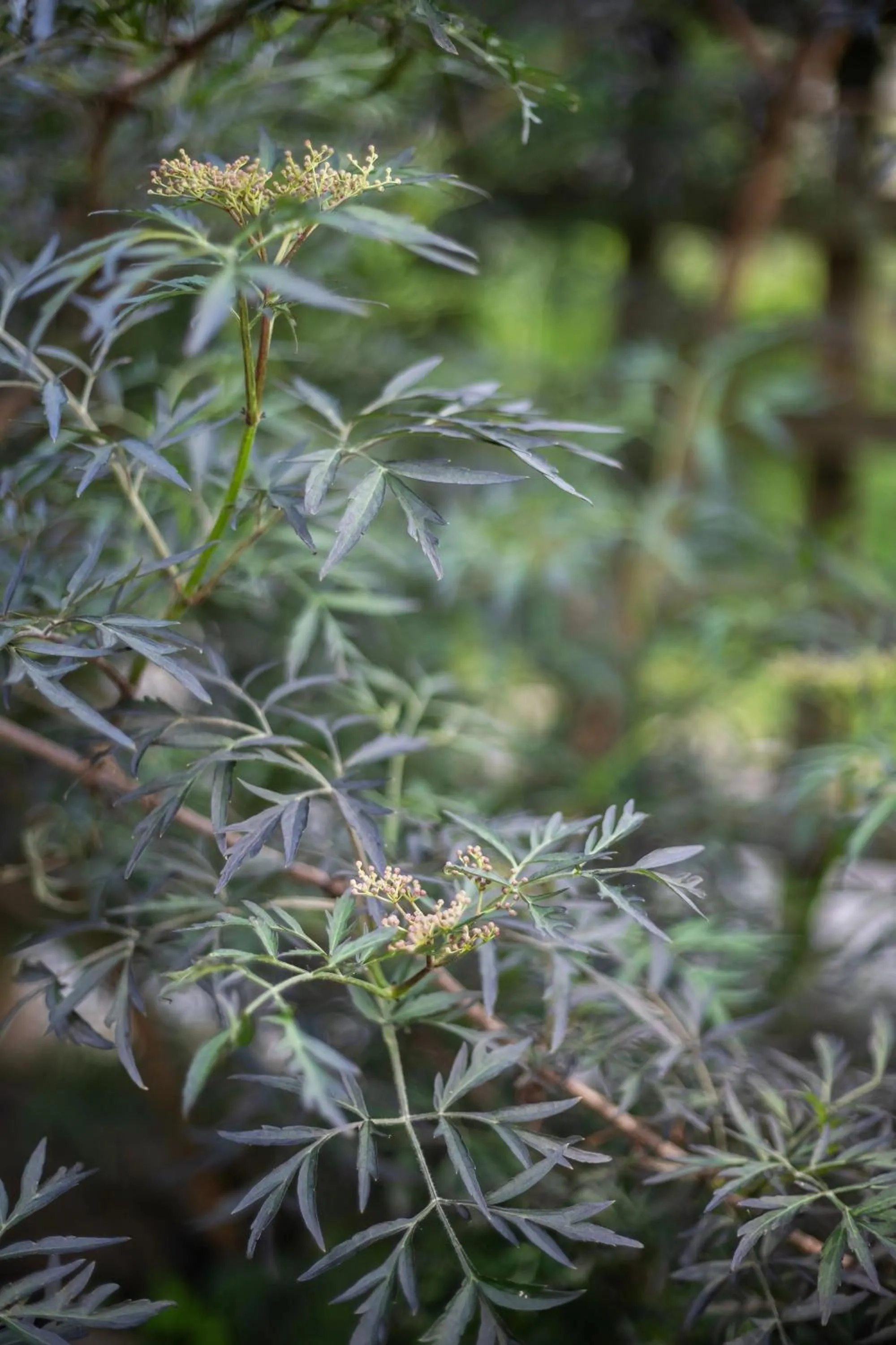 Garden view in House of Sun