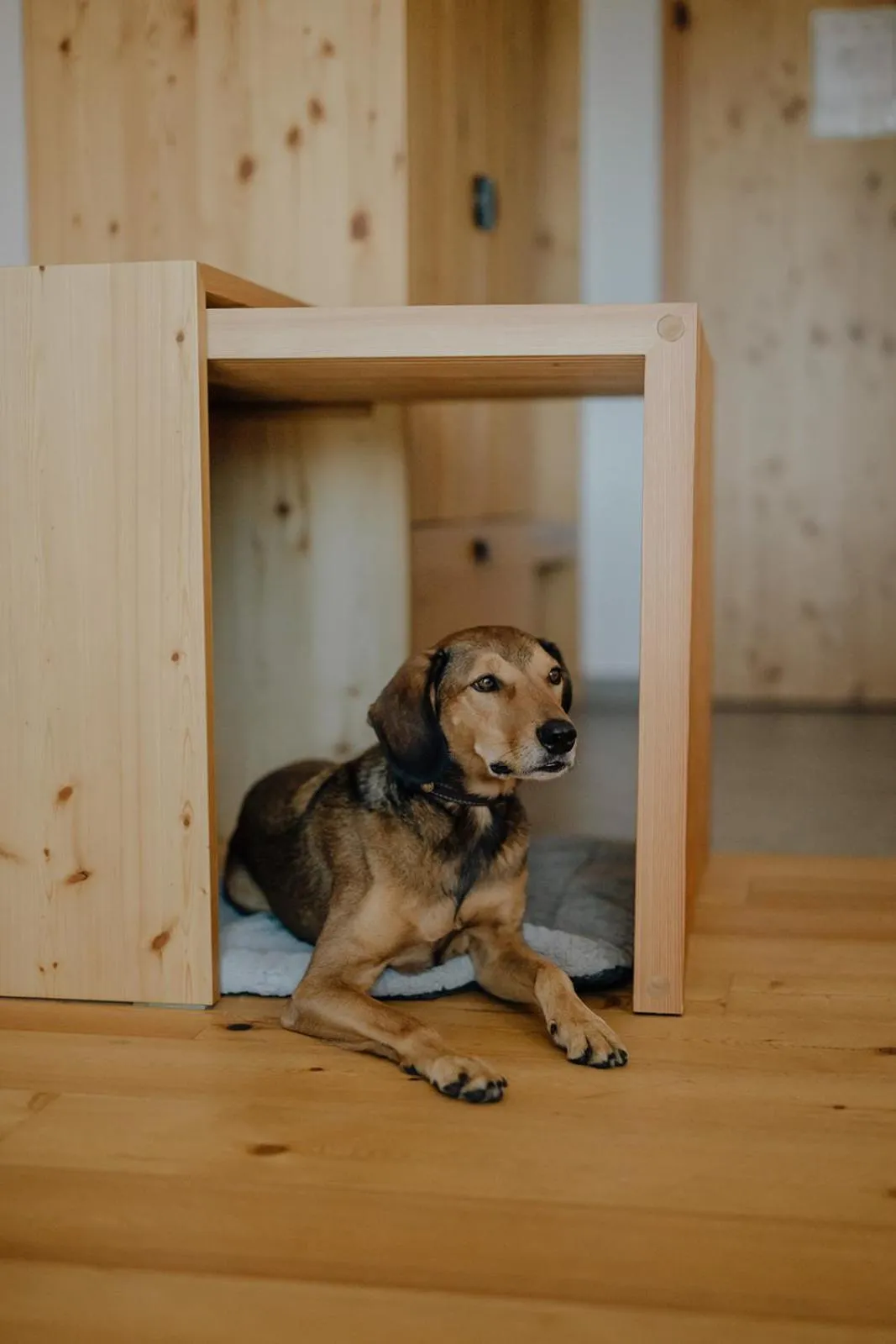 Pets in Thalers Mariandl