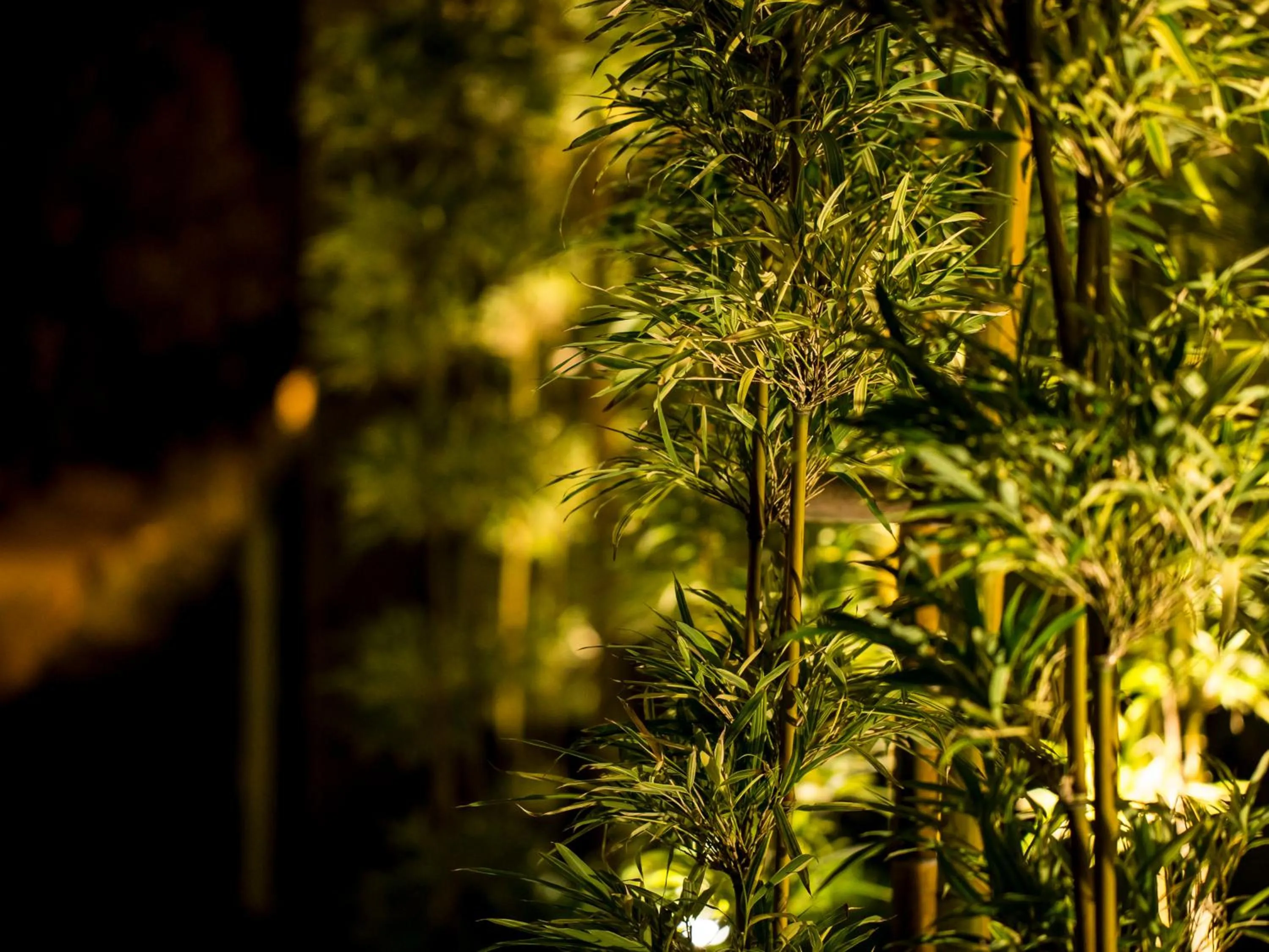 Restaurant/places to eat in Hotel Flags Kuju Kusima