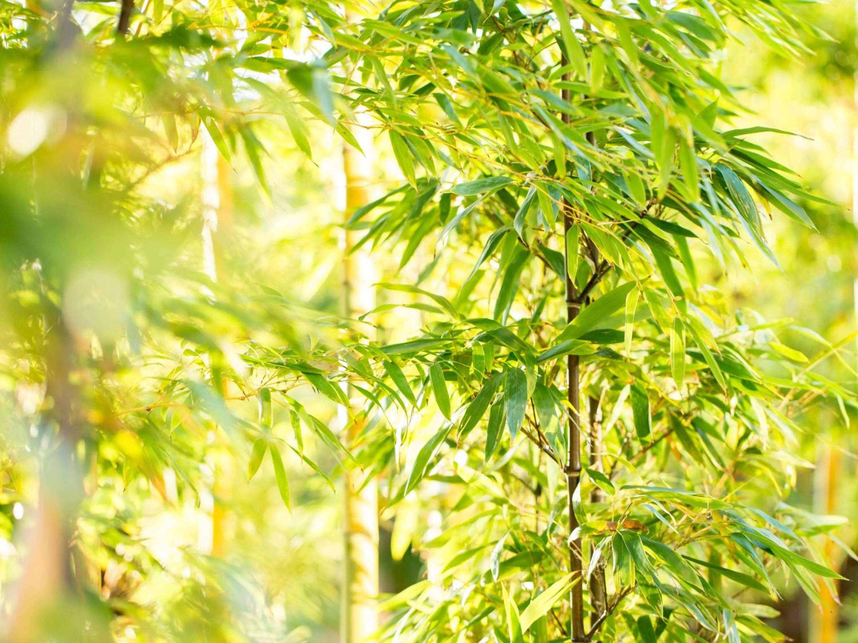 Restaurant/places to eat in Hotel Flags Kuju Kusima