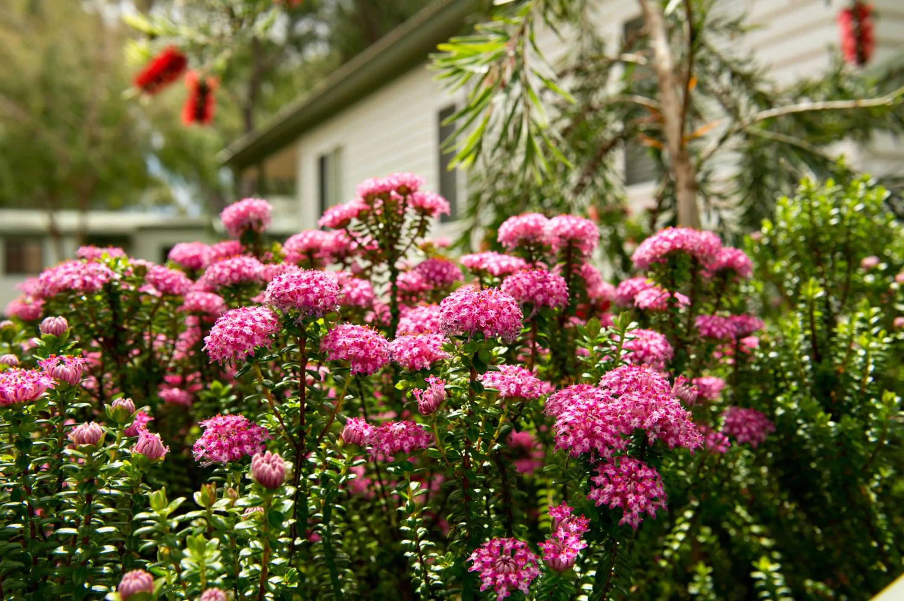 Garden in Mandalay Holiday Resort and Tourist Park