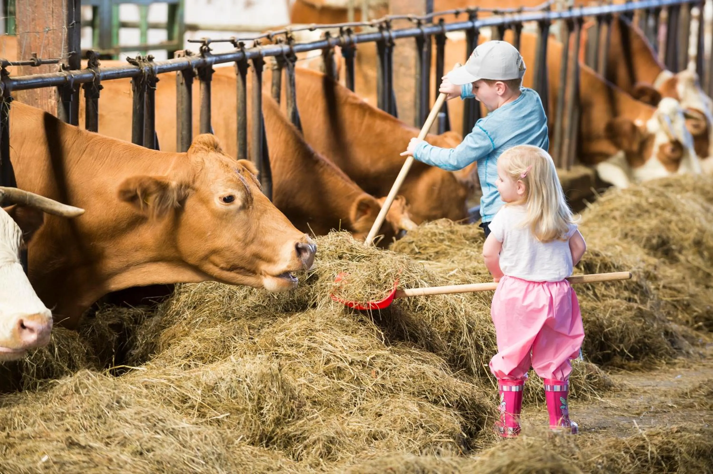 Activities in Familotel Schreinerhof