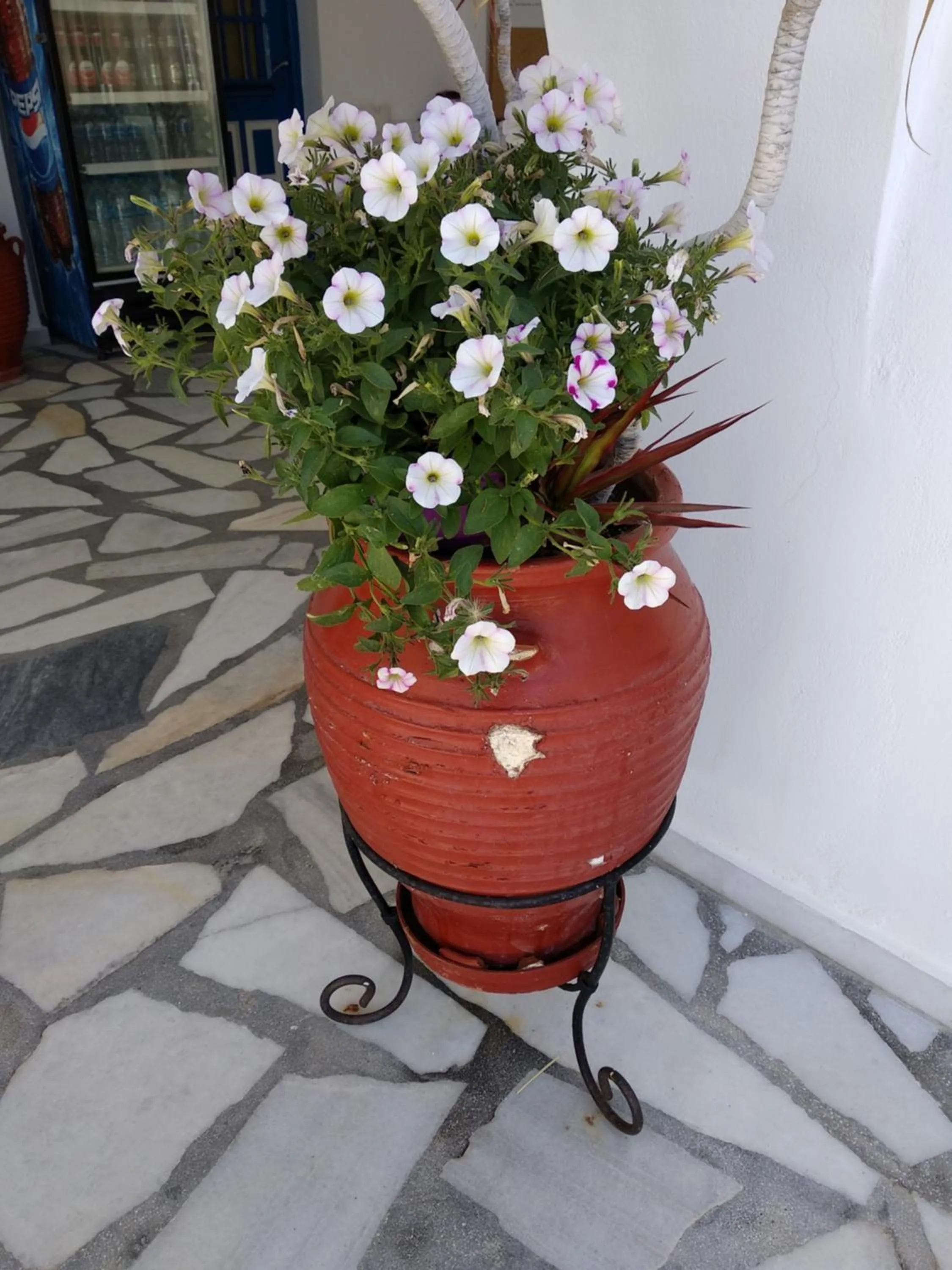 Garden in Anna Studios