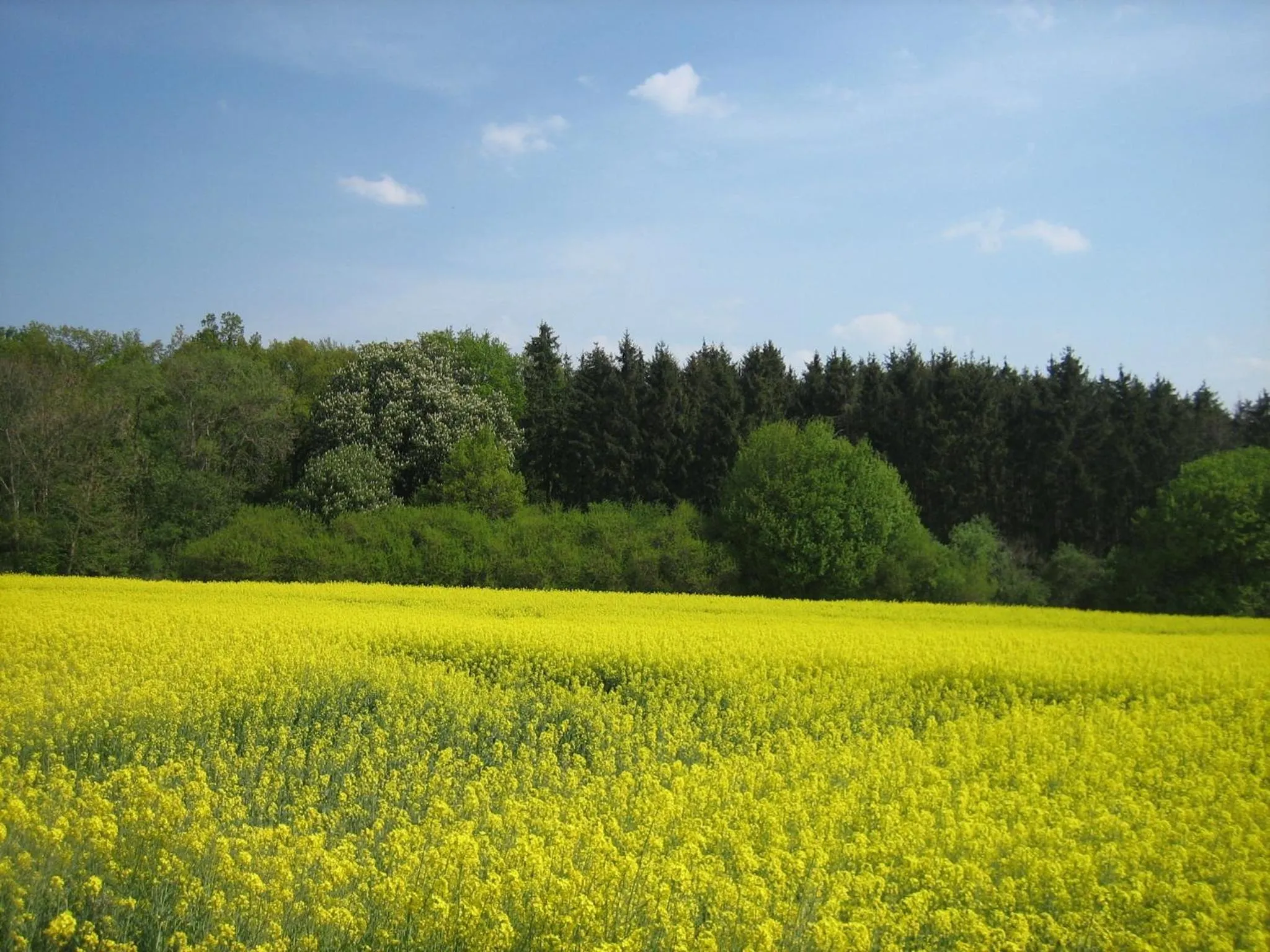 Natural landscape in Rhodaer Grund