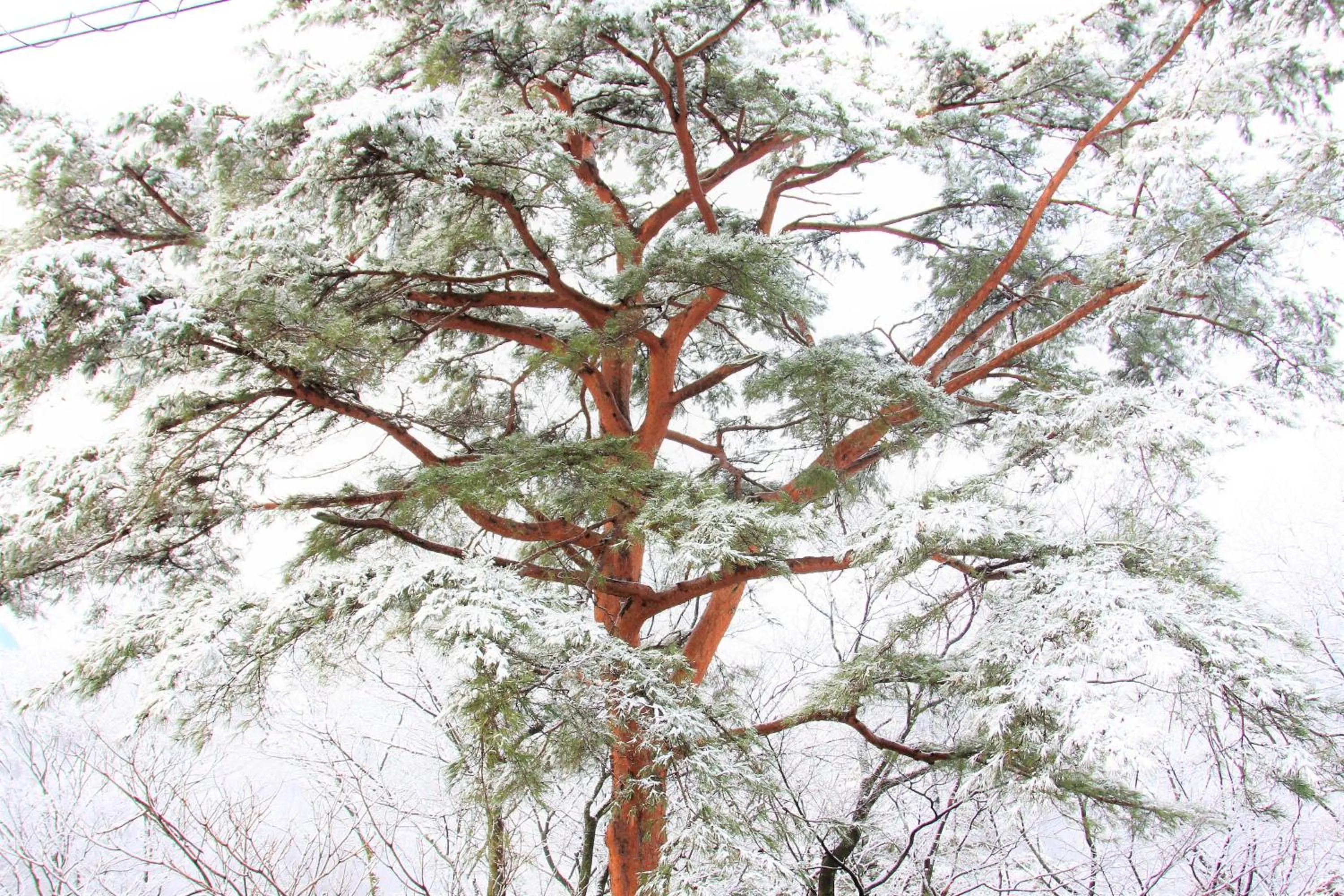 Winter in Shomarutoge Garden House