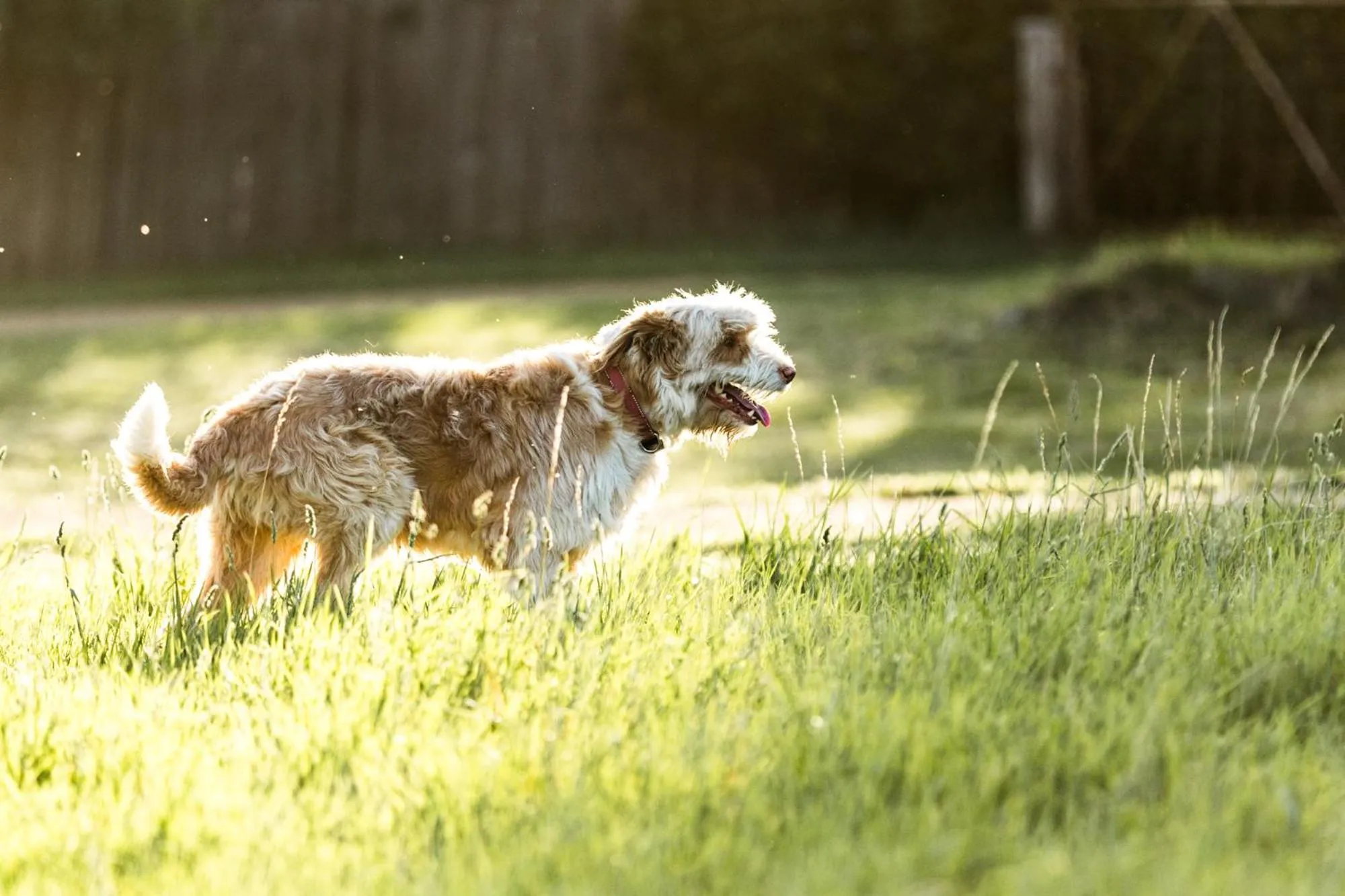 Pets in Daisy Bank Cottages