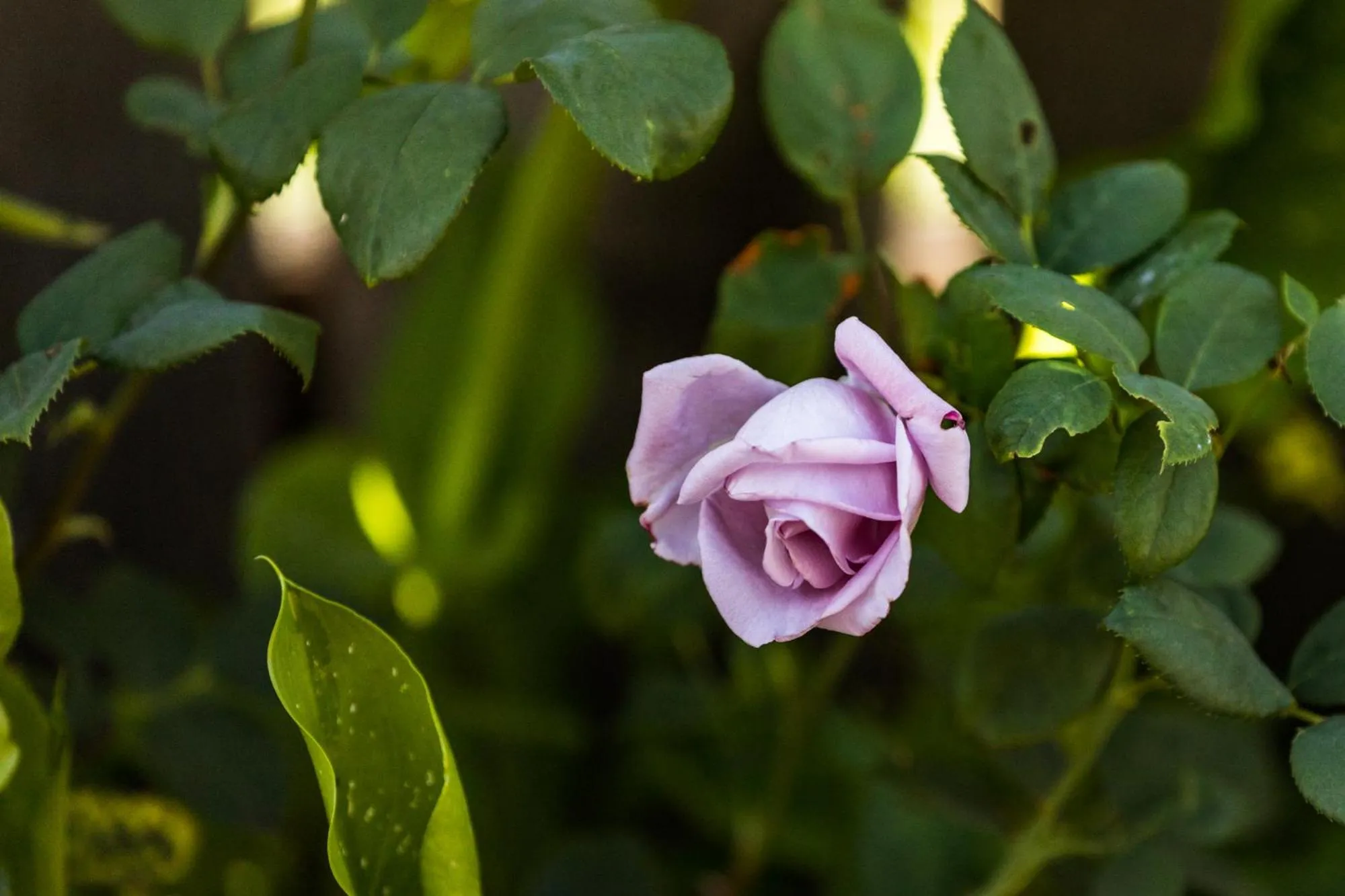 Garden in Daisy Bank Cottages