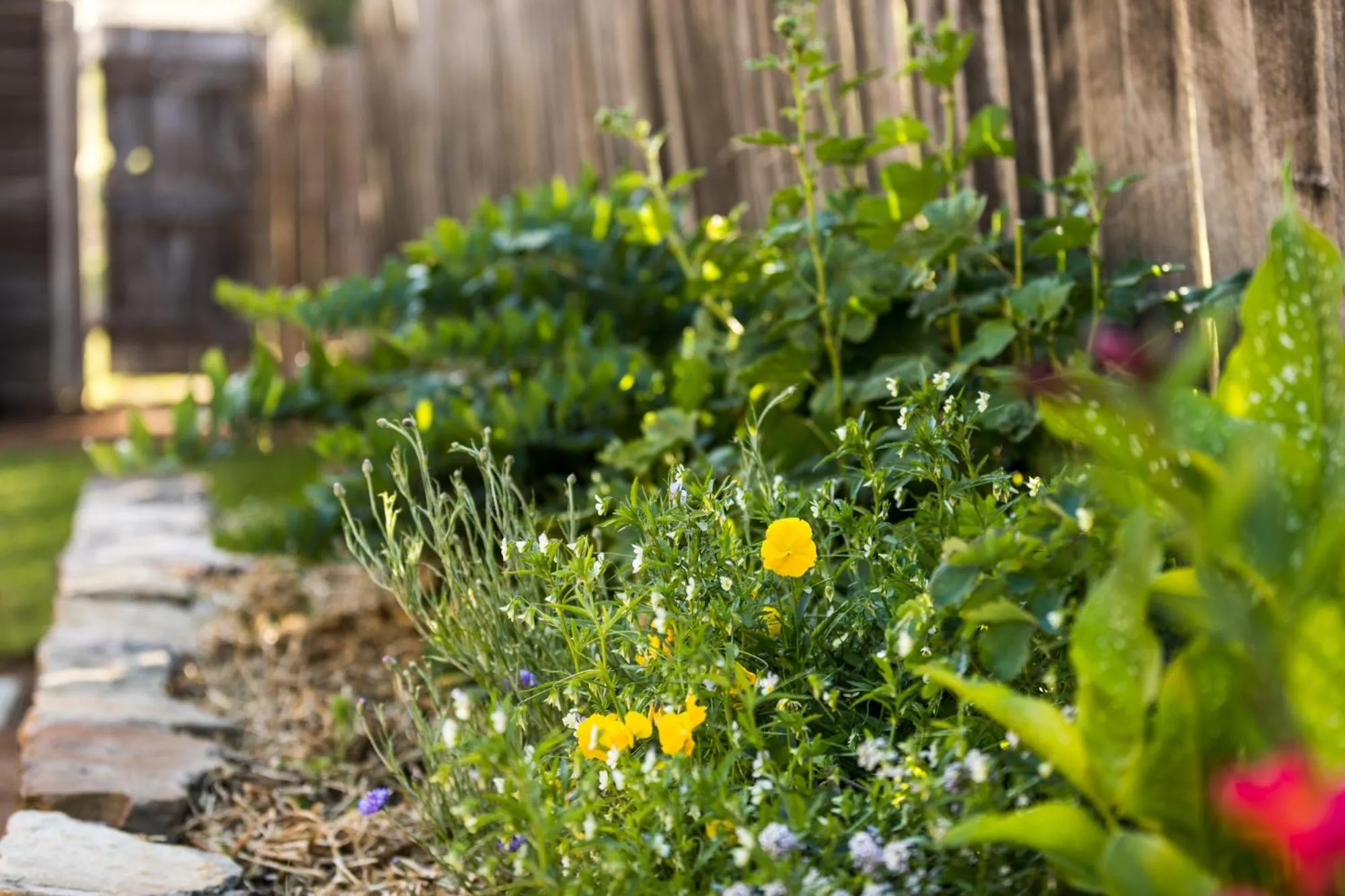 Garden in Daisy Bank Cottages