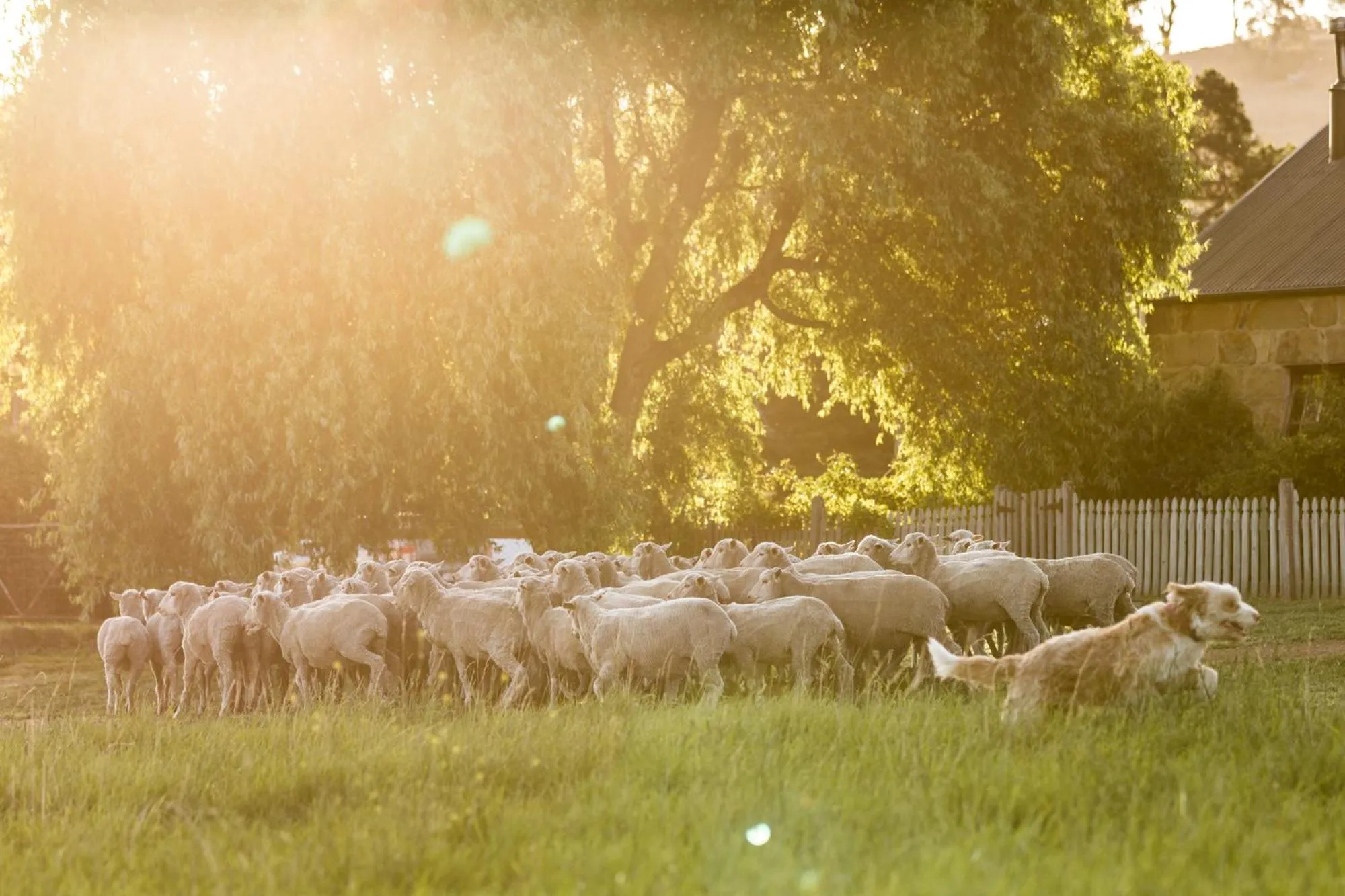 Animals in Daisy Bank Cottages