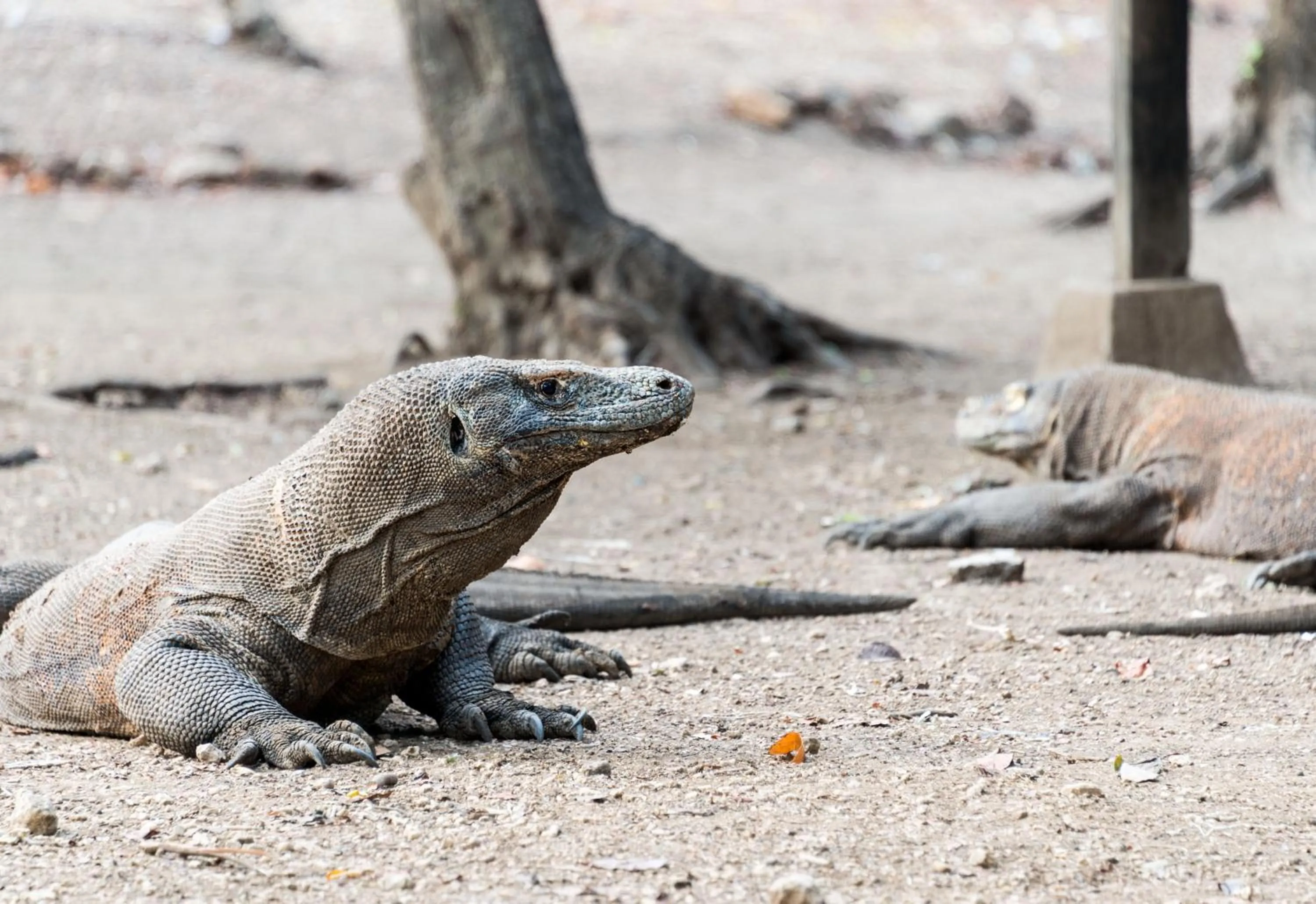 Natural landscape in AYANA Komodo Waecicu Beach