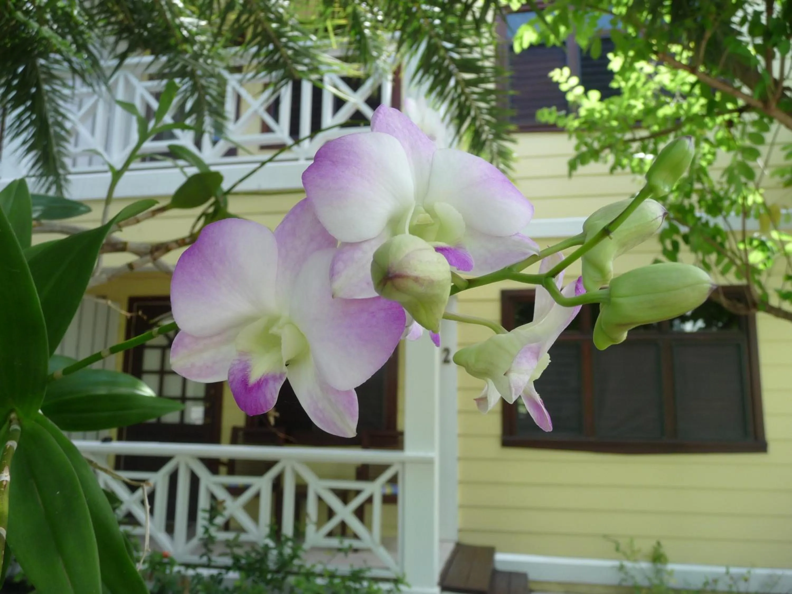 Garden in Buccaneer Beach Club