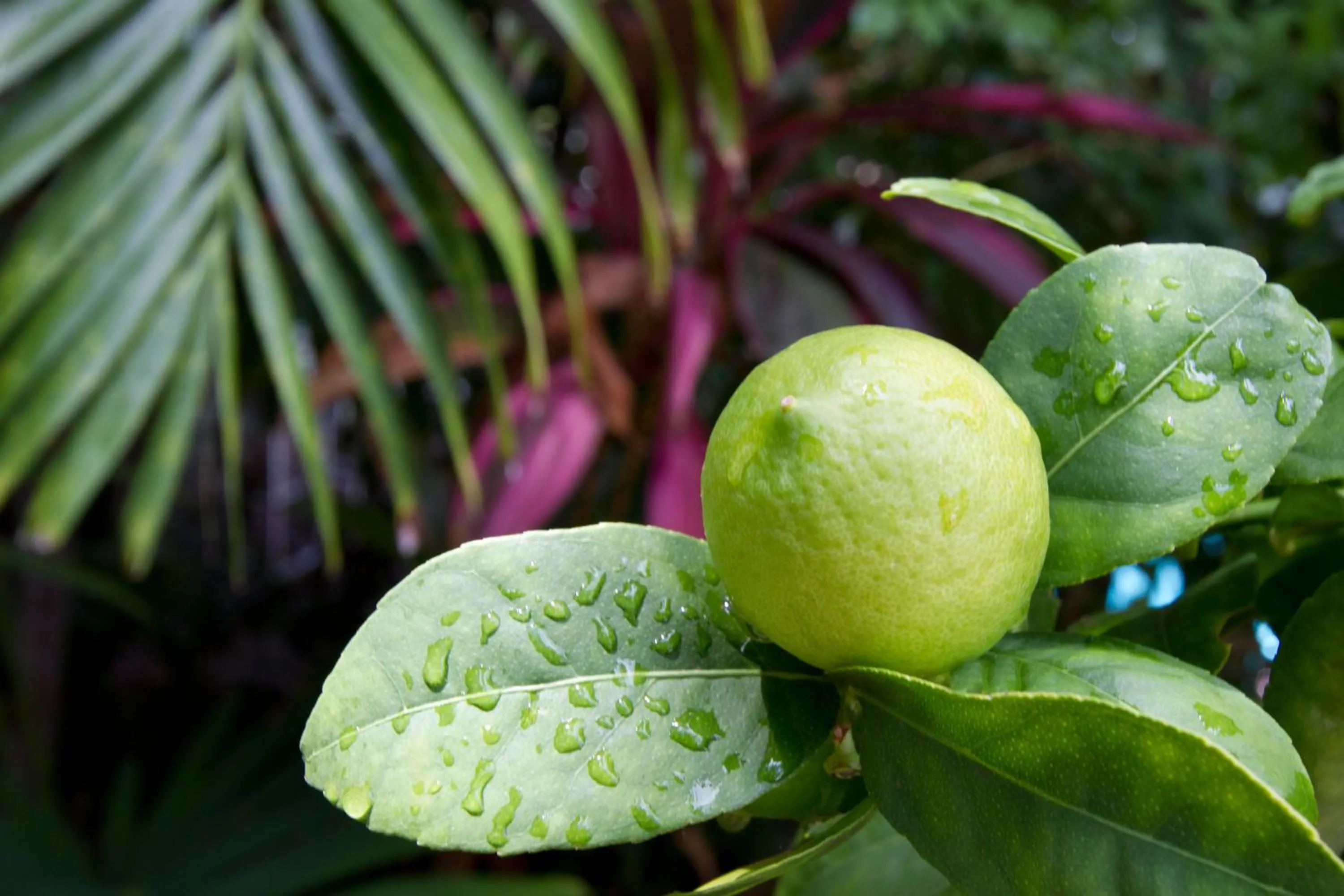 Garden in The Gardens Hotel