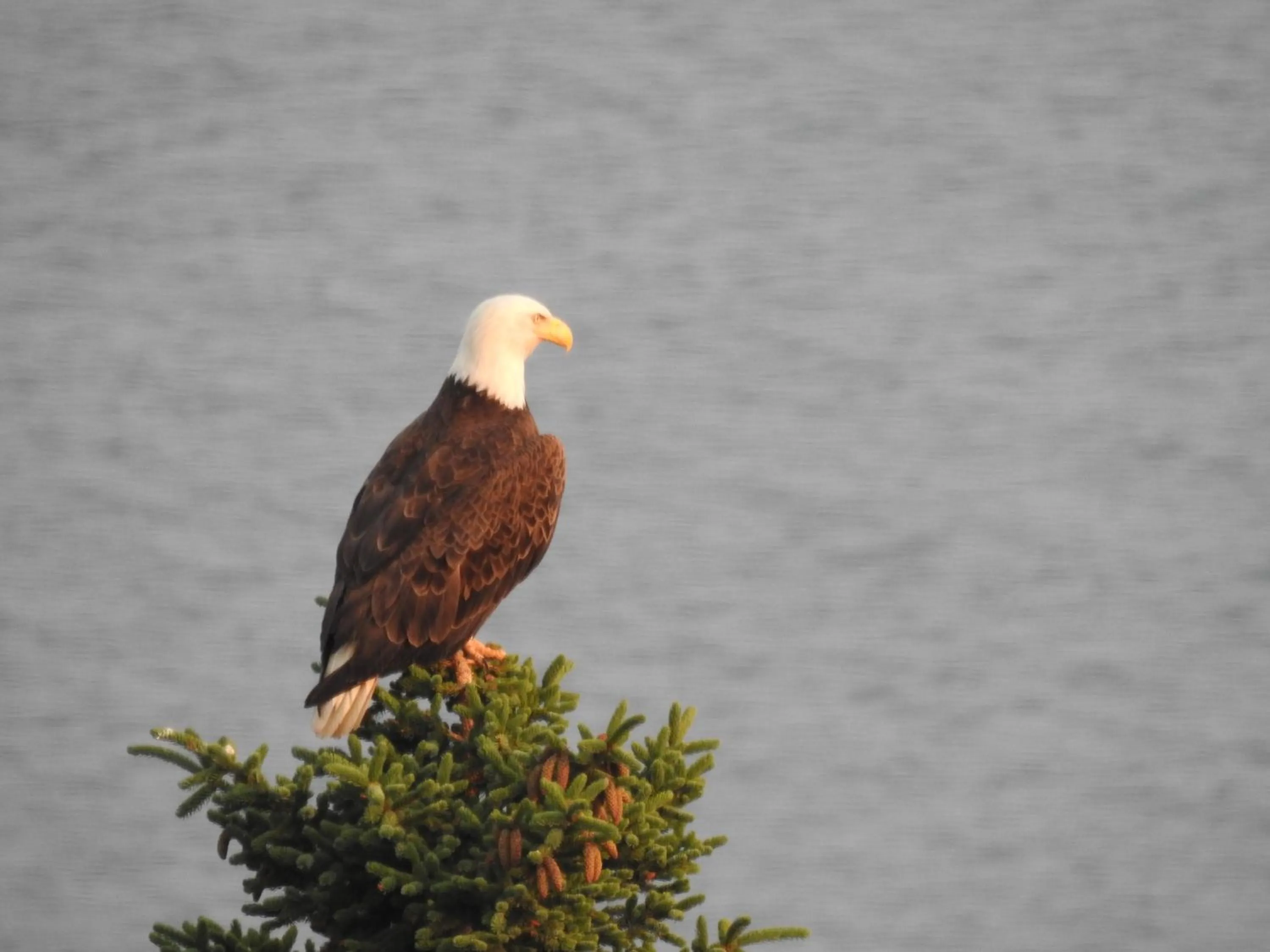 Alaska Adventure Cabins
