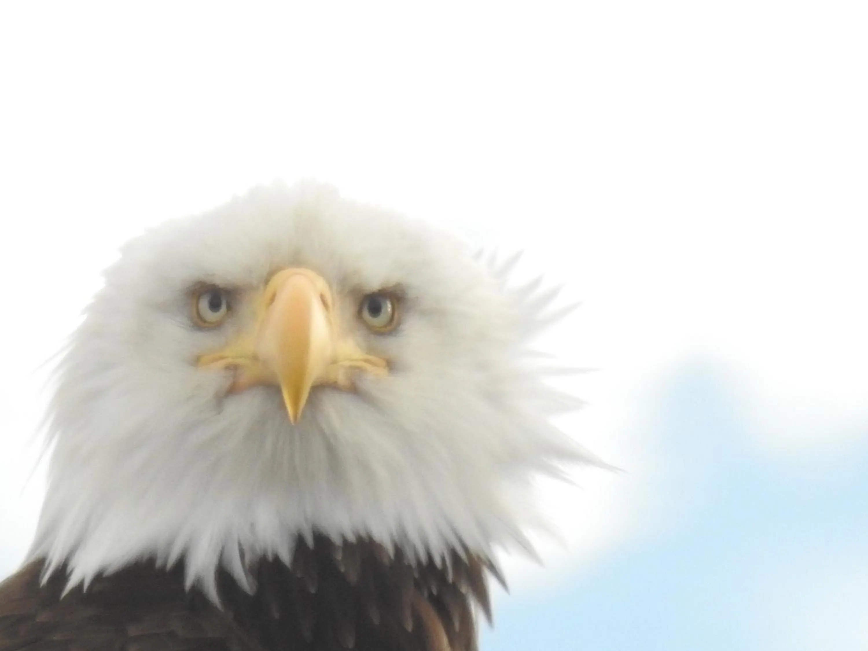 Alaska Adventure Cabins