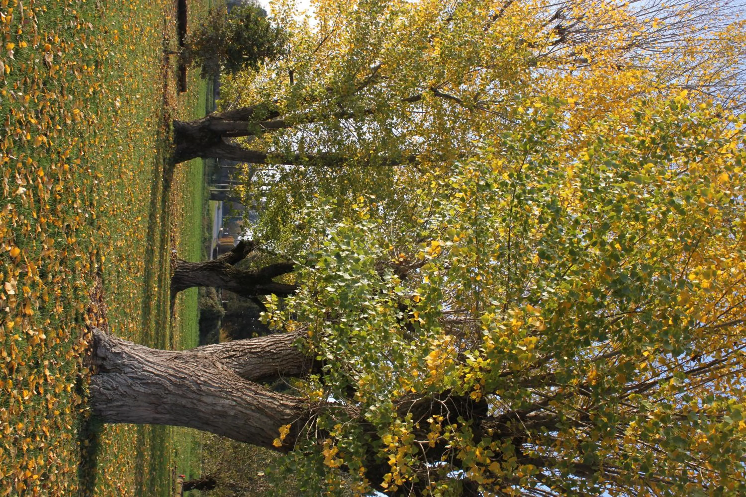 Garden in La casa dei gatti