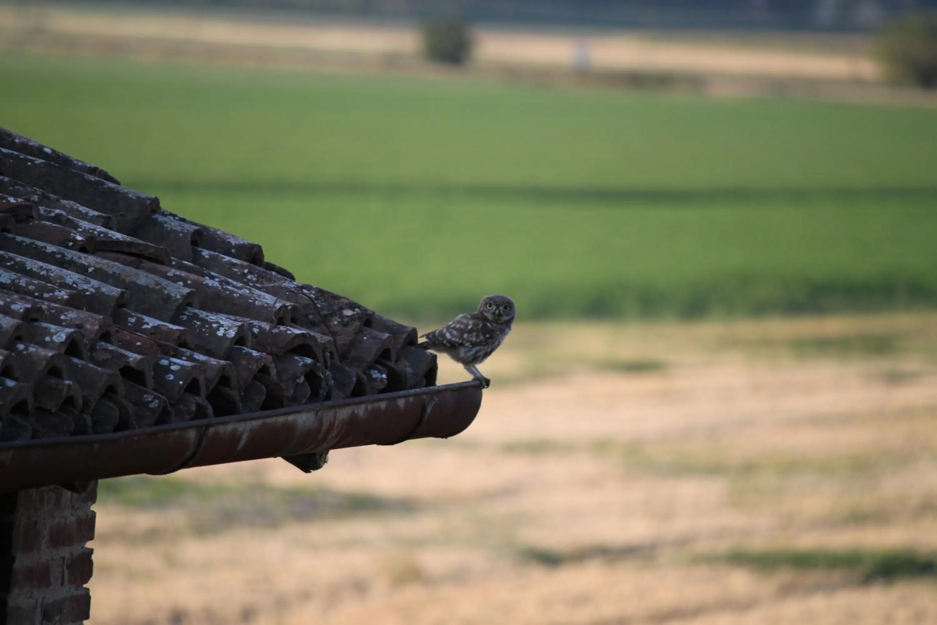 Animals in La casa dei gatti