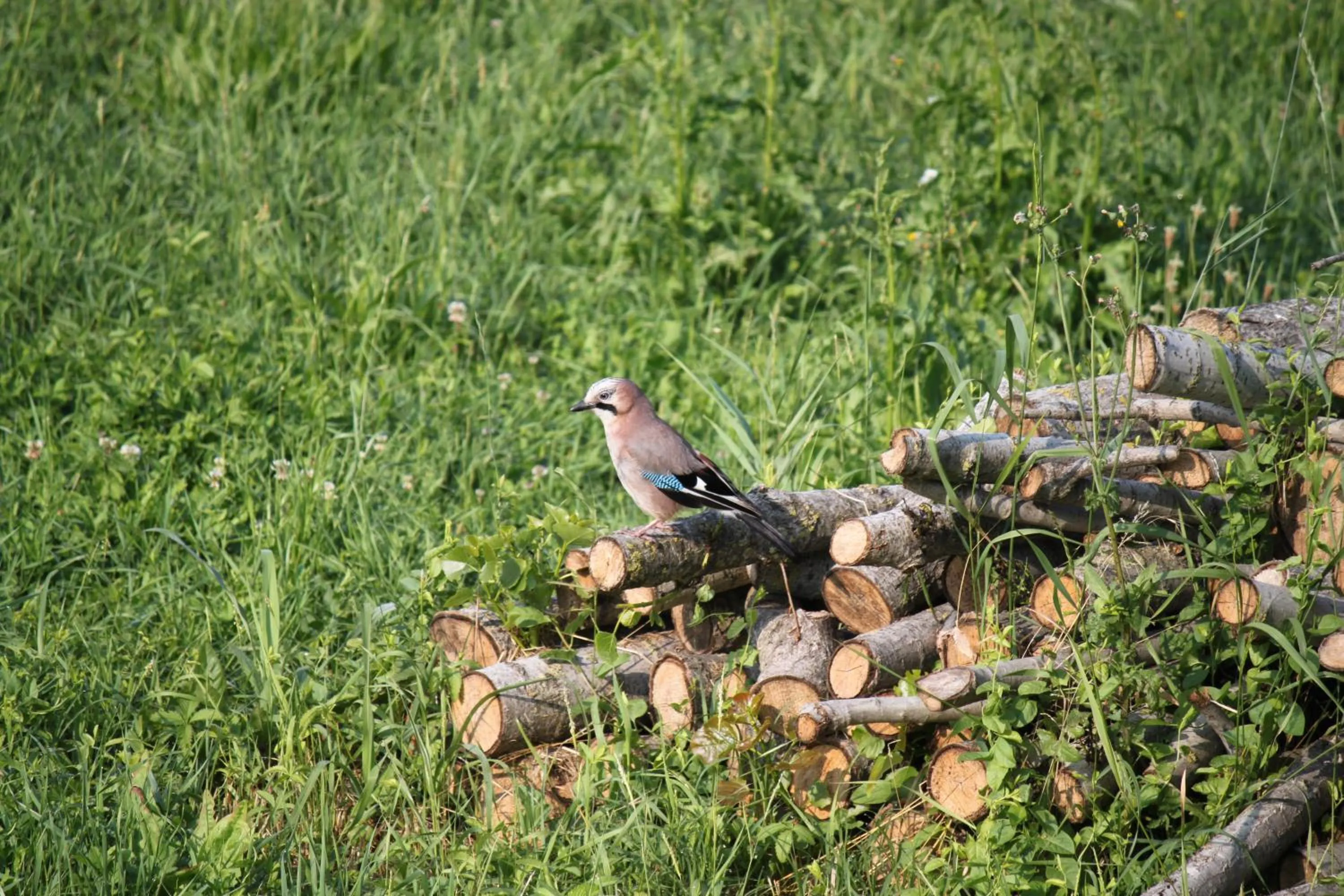Animals in La casa dei gatti
