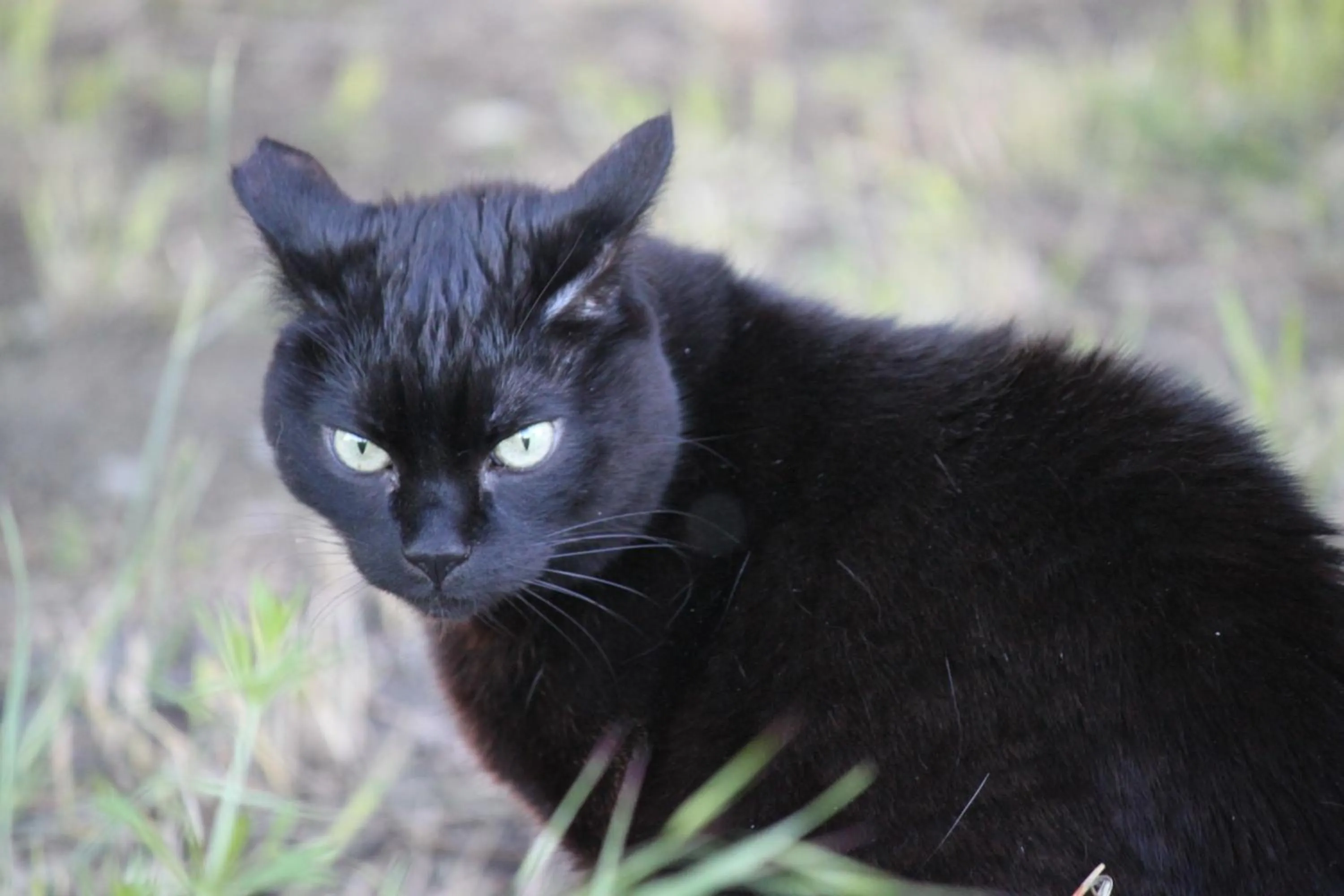 Pets in La casa dei gatti