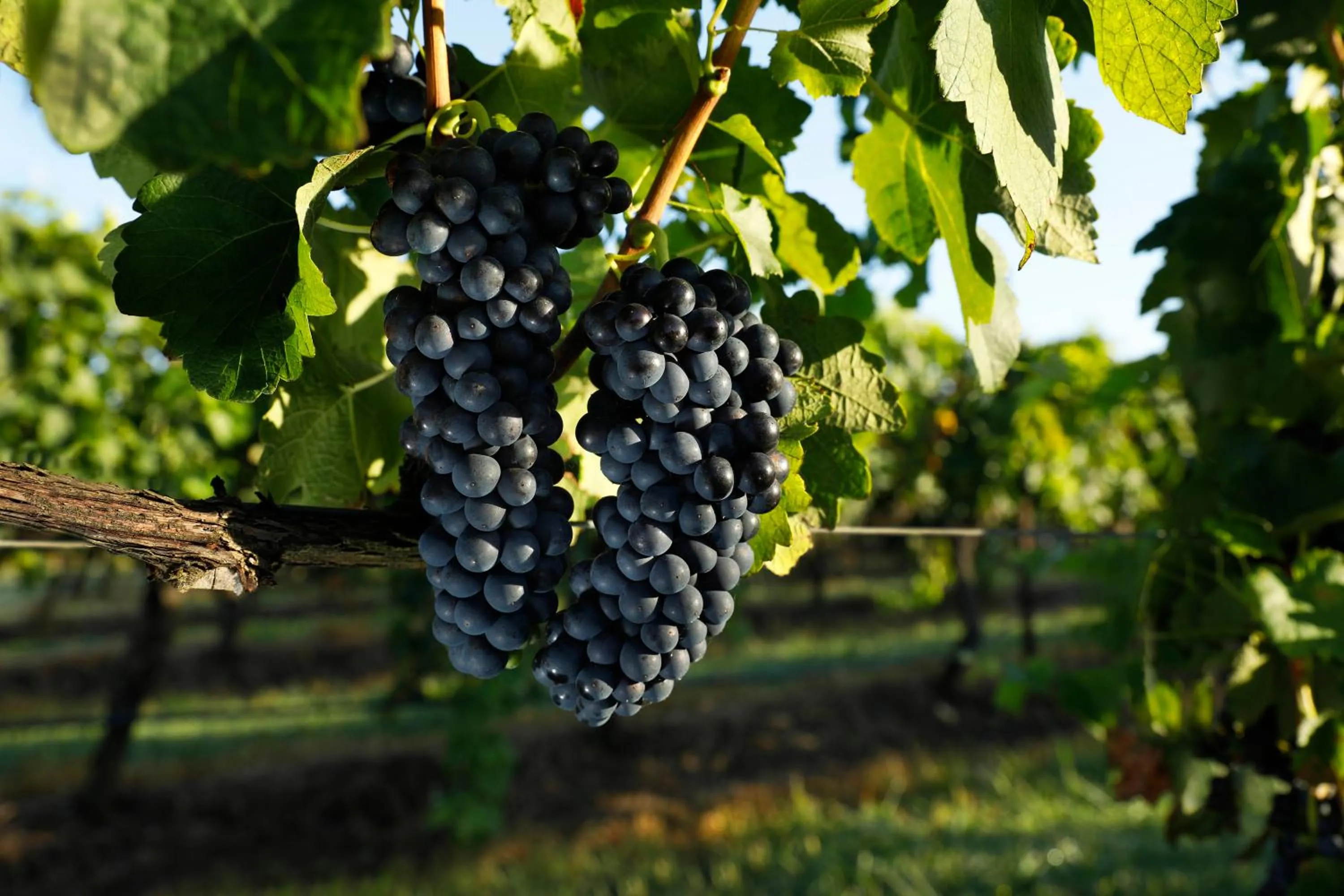 View (from property/room) in Adina Vineyard