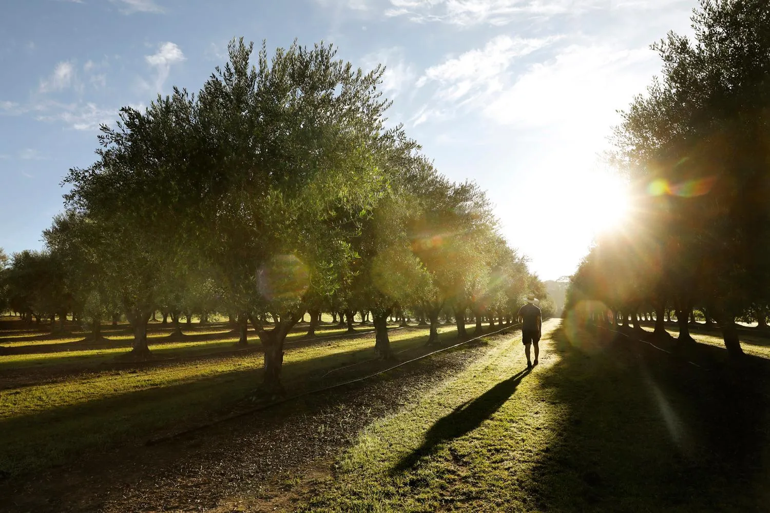 Natural landscape in Adina Vineyard